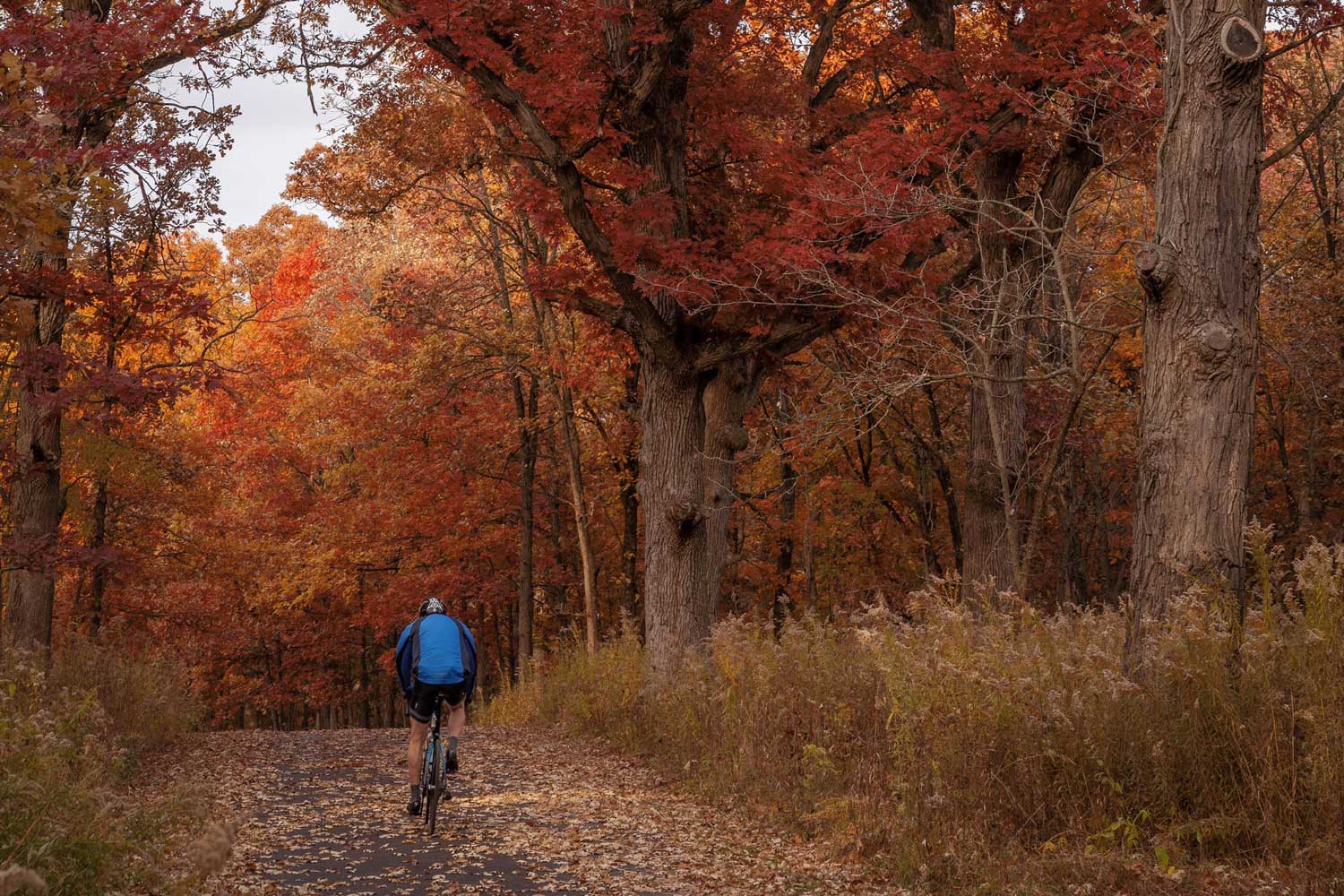 A bicyclist with an autumn forest in the background.