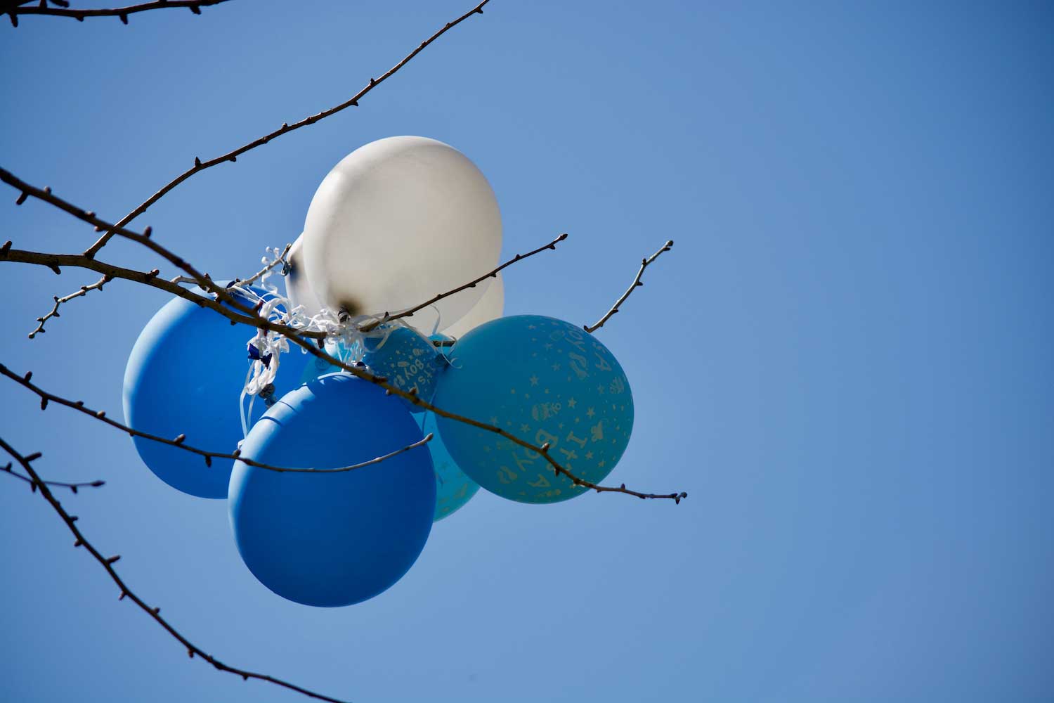Four balloons stuck in a tree.