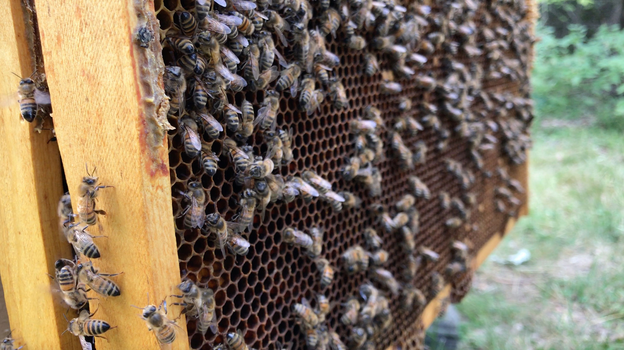 Honeybees on a frame from a beehive.