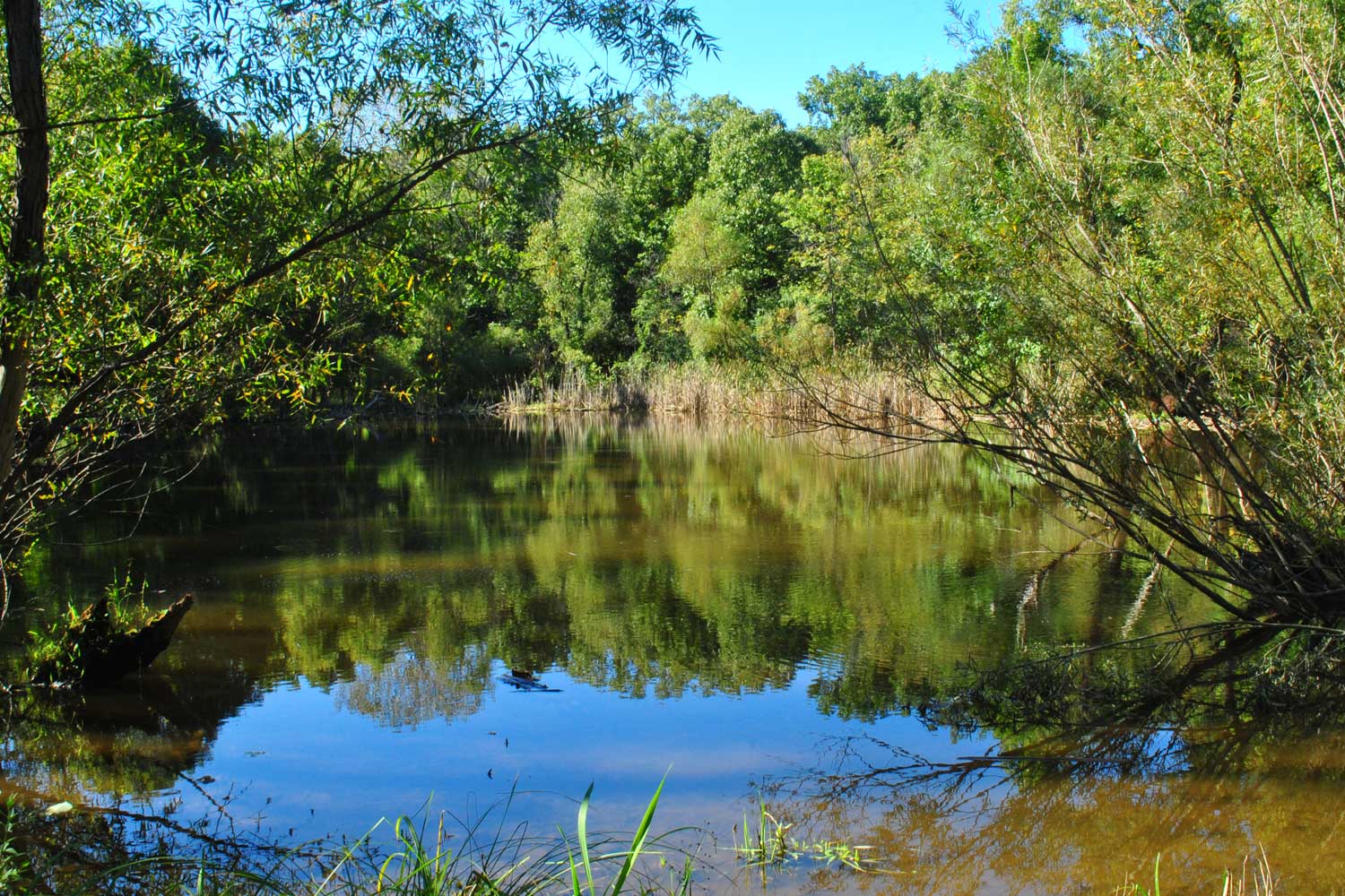 Calm water surrounded by trees with green leaves.