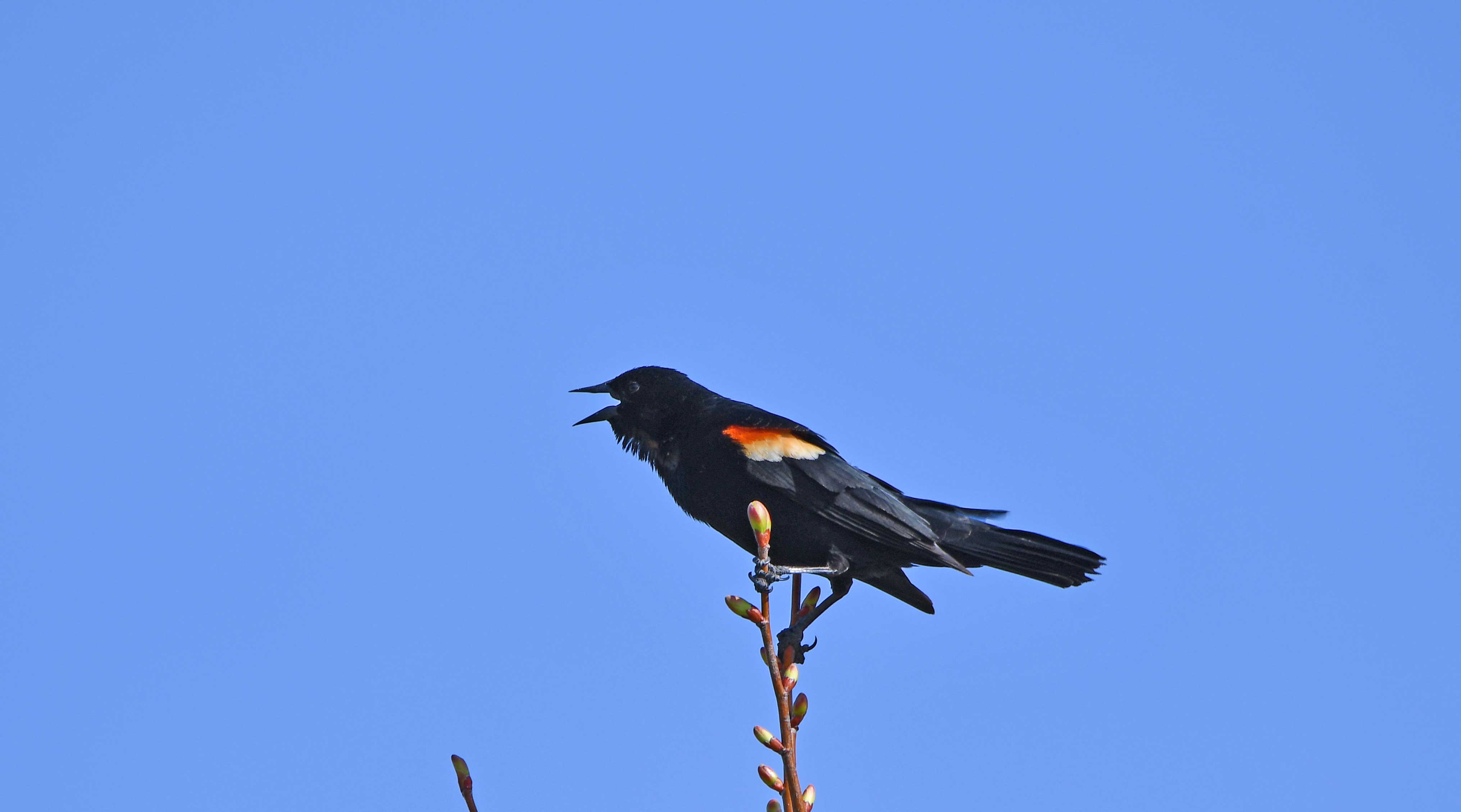 A red-winged blackbird on a branch with its mouth open.