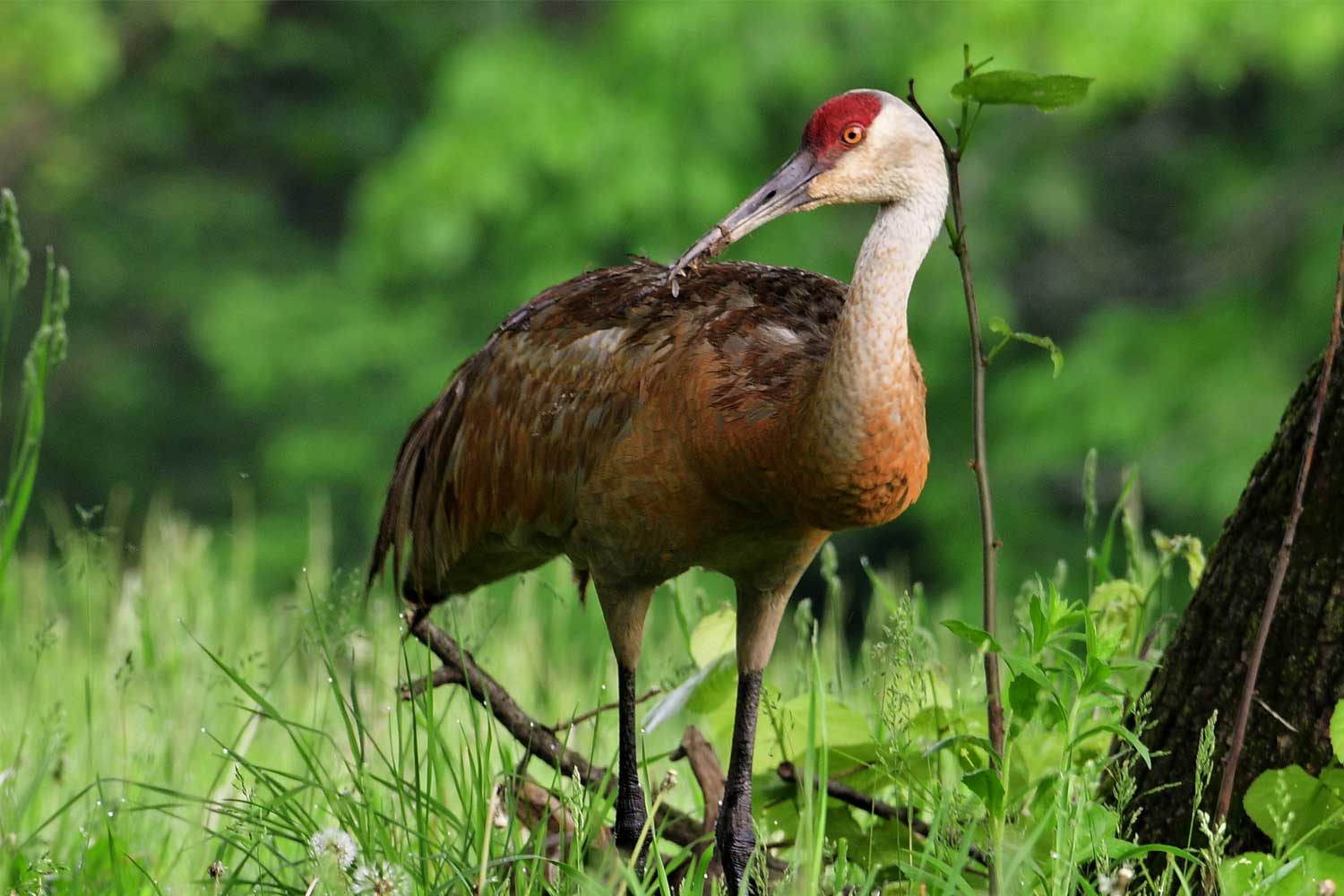 Sandhill crane standing in grass.