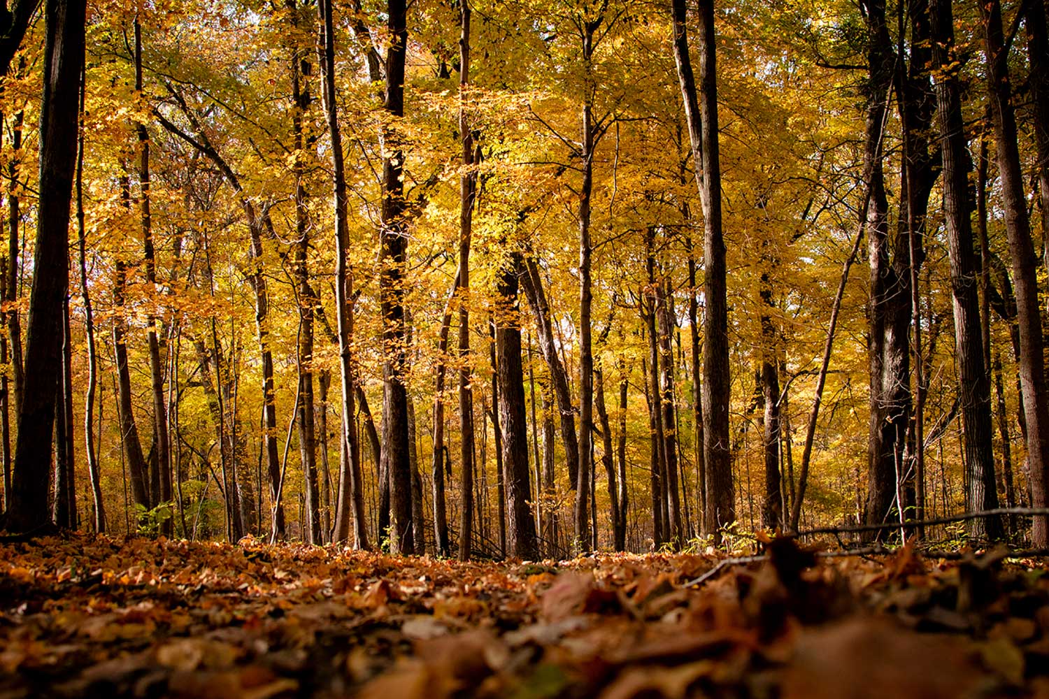Autumn scenery at Messenger Woods.