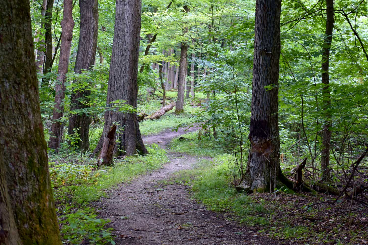 Dirt trail lined by trees and grasses.