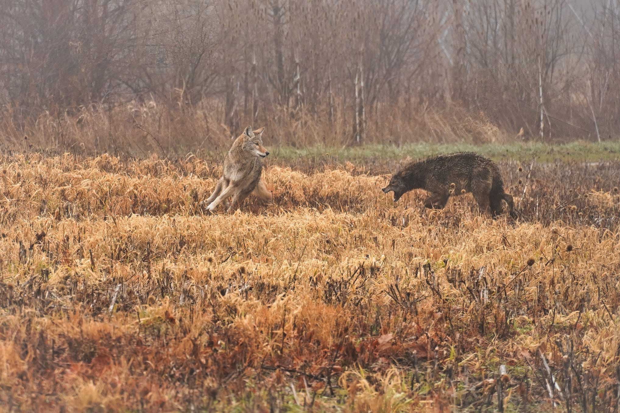coyotes on a prairie