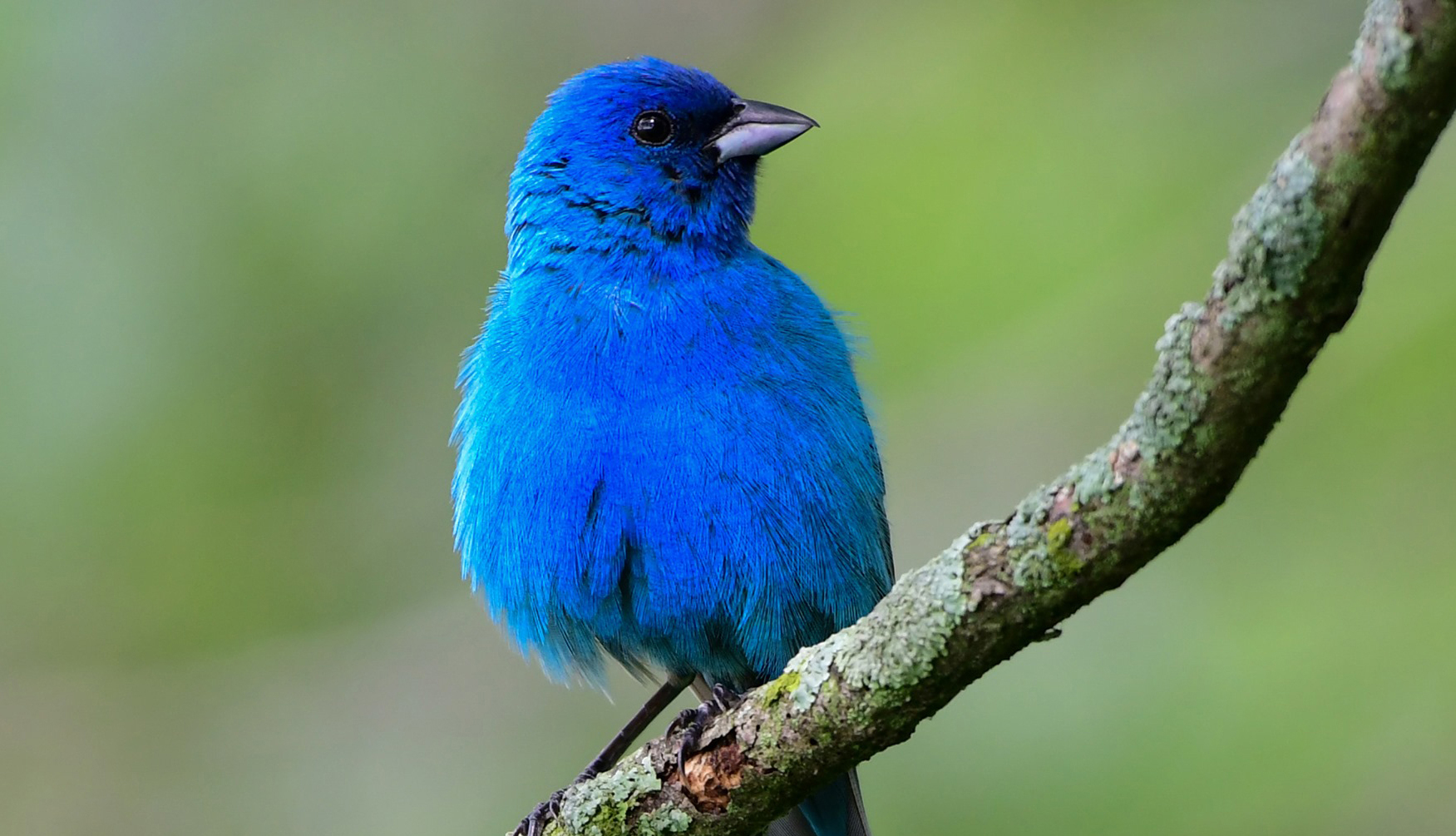 An indigo bunting on a branch.