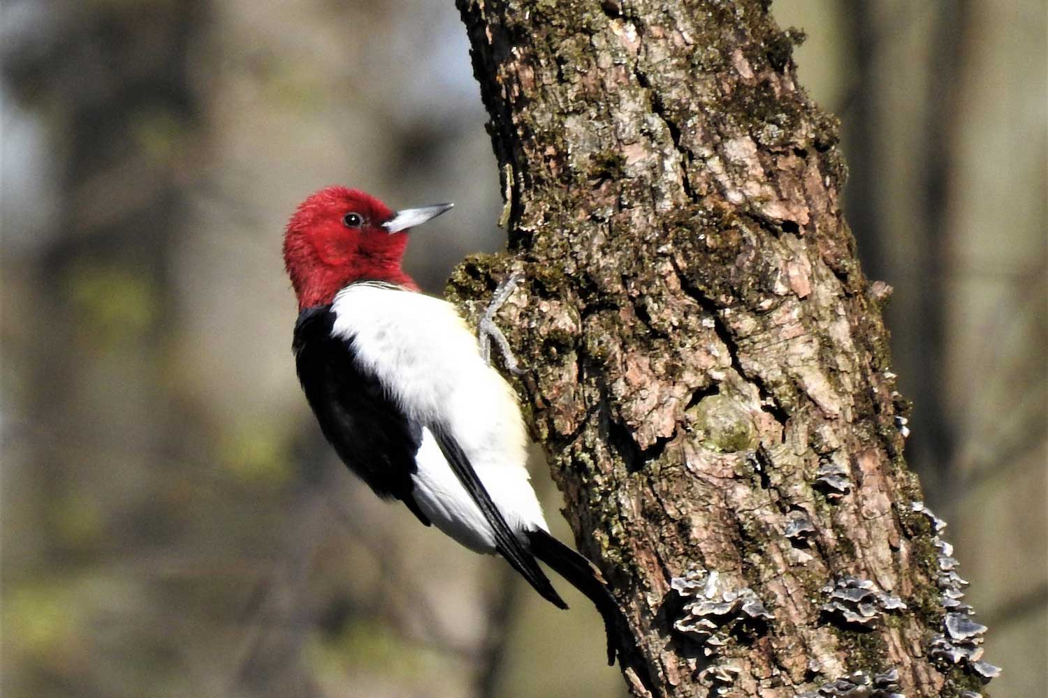 A red-headed woodpecker standing on the side of a small tree trunk.