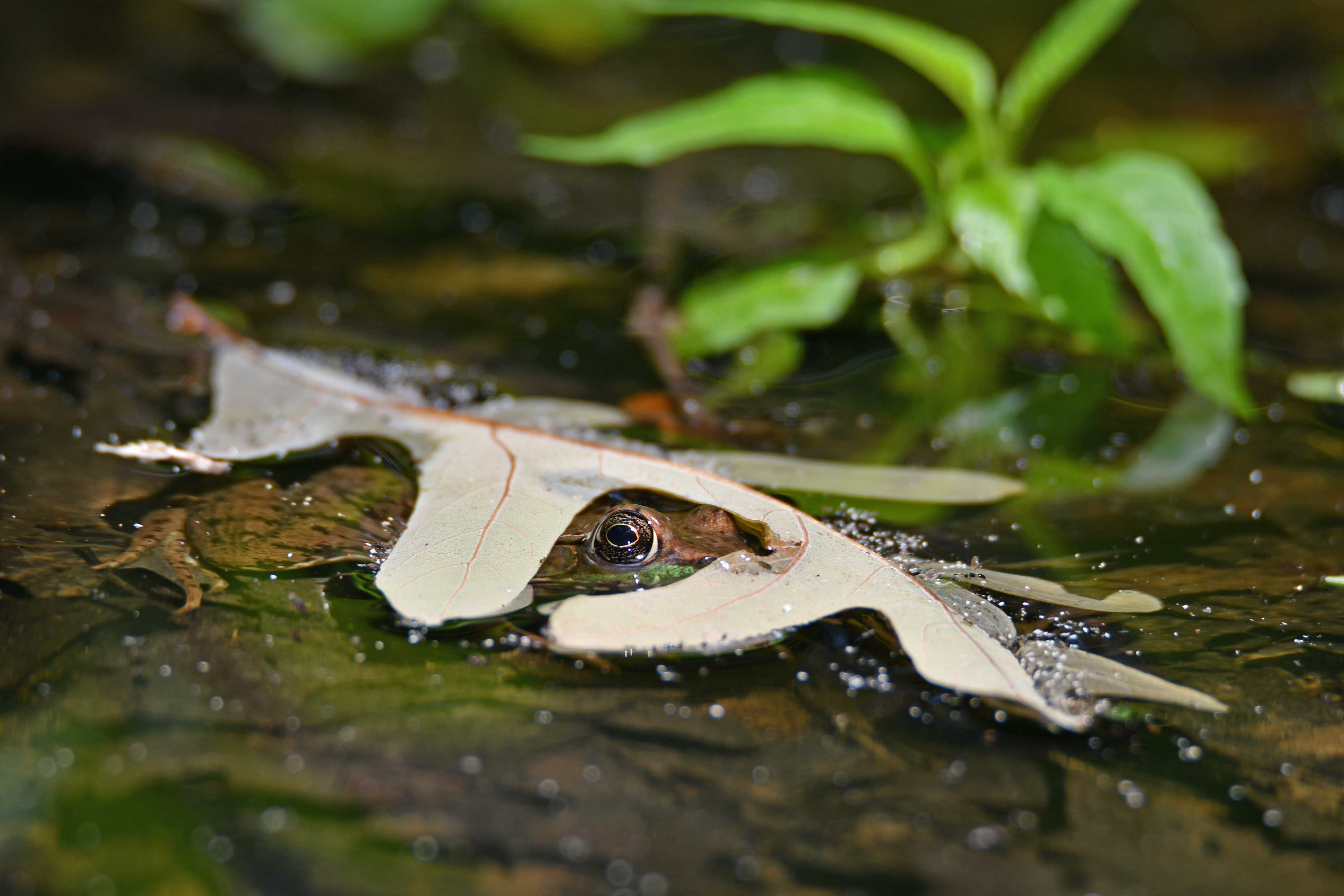 Frog in water covered by a leaf