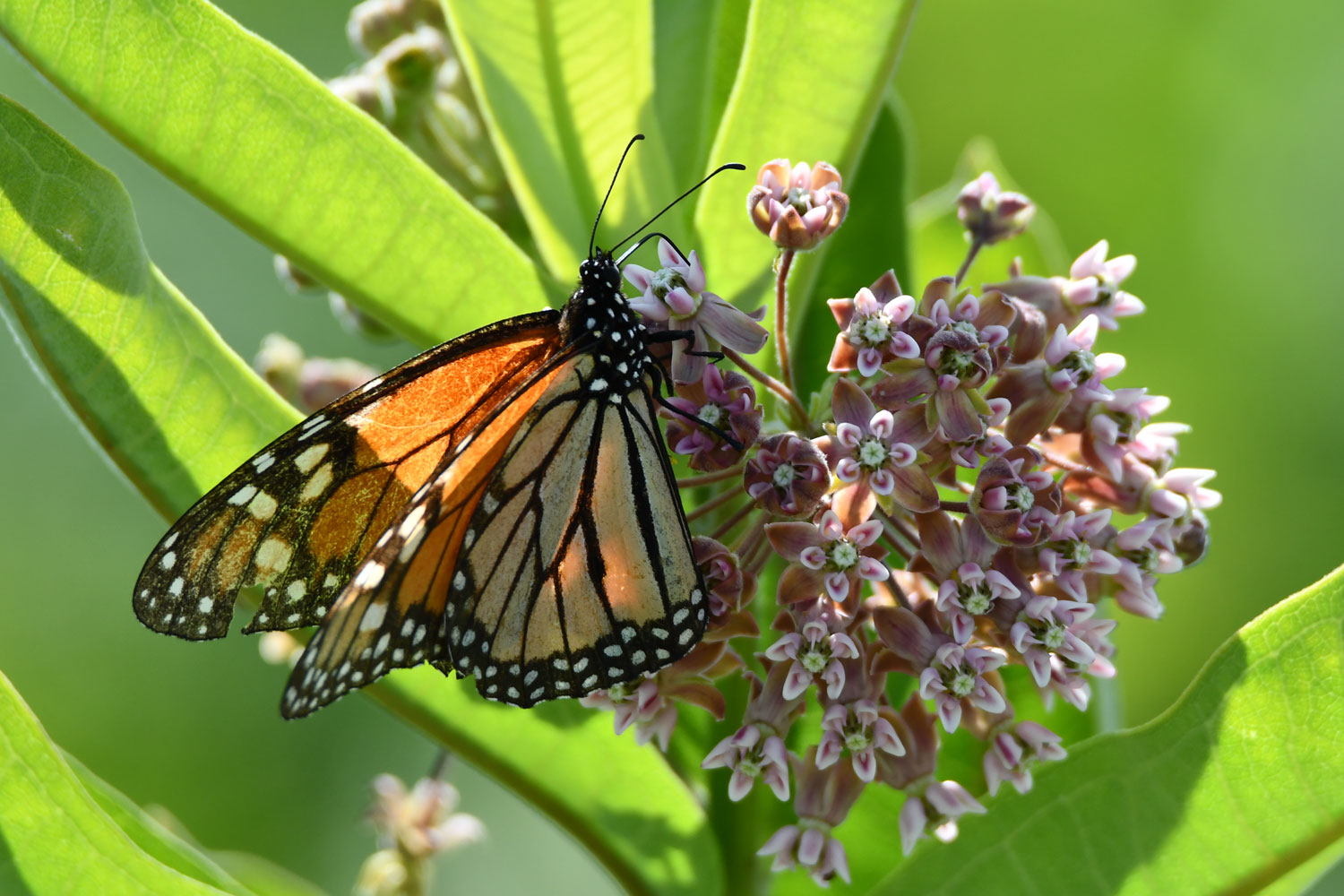 Monarch Butterfly perched on milkweed.