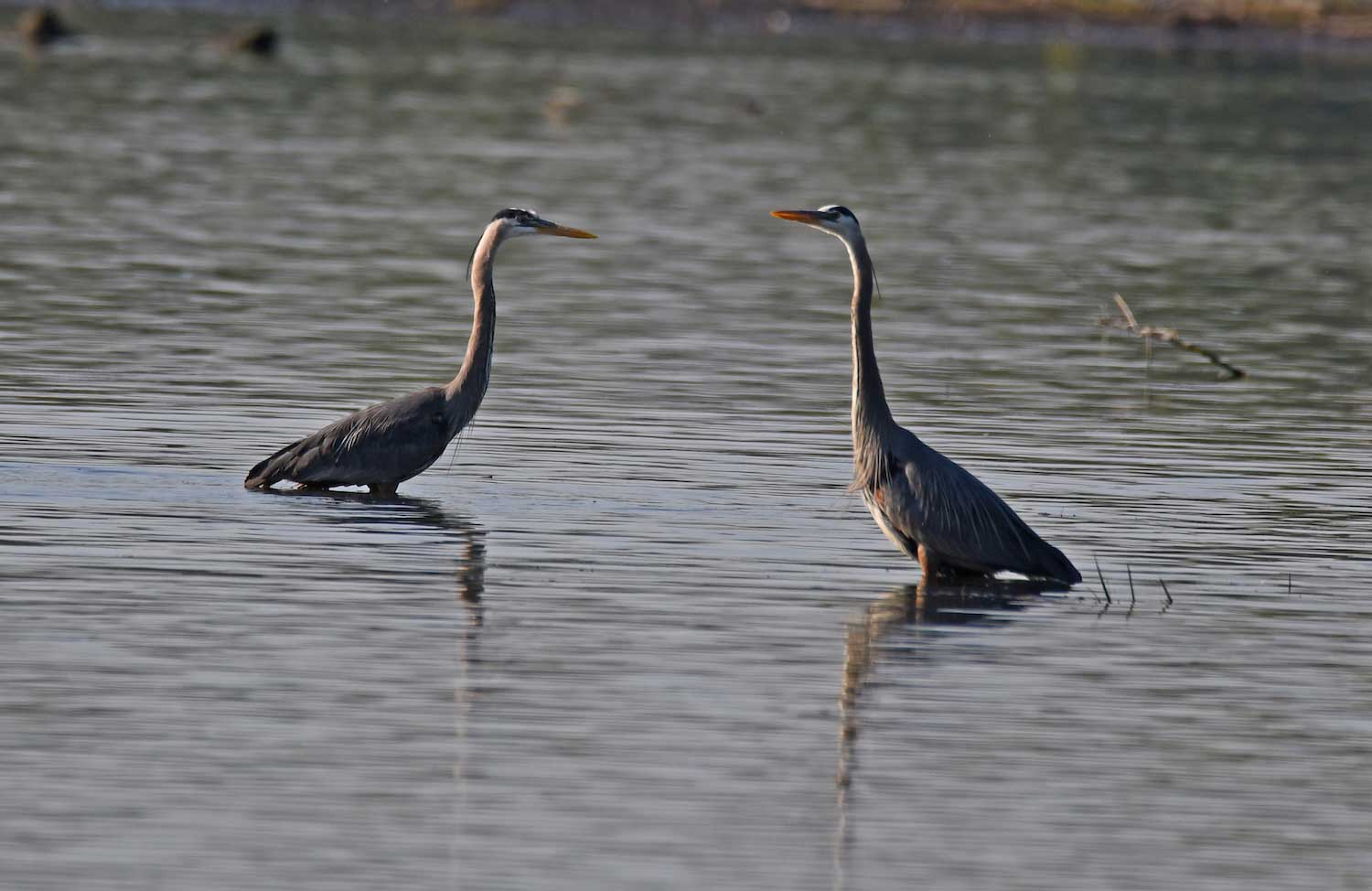 Two great blue herons facing each other standing in the water. The water is up to the top of their legs.