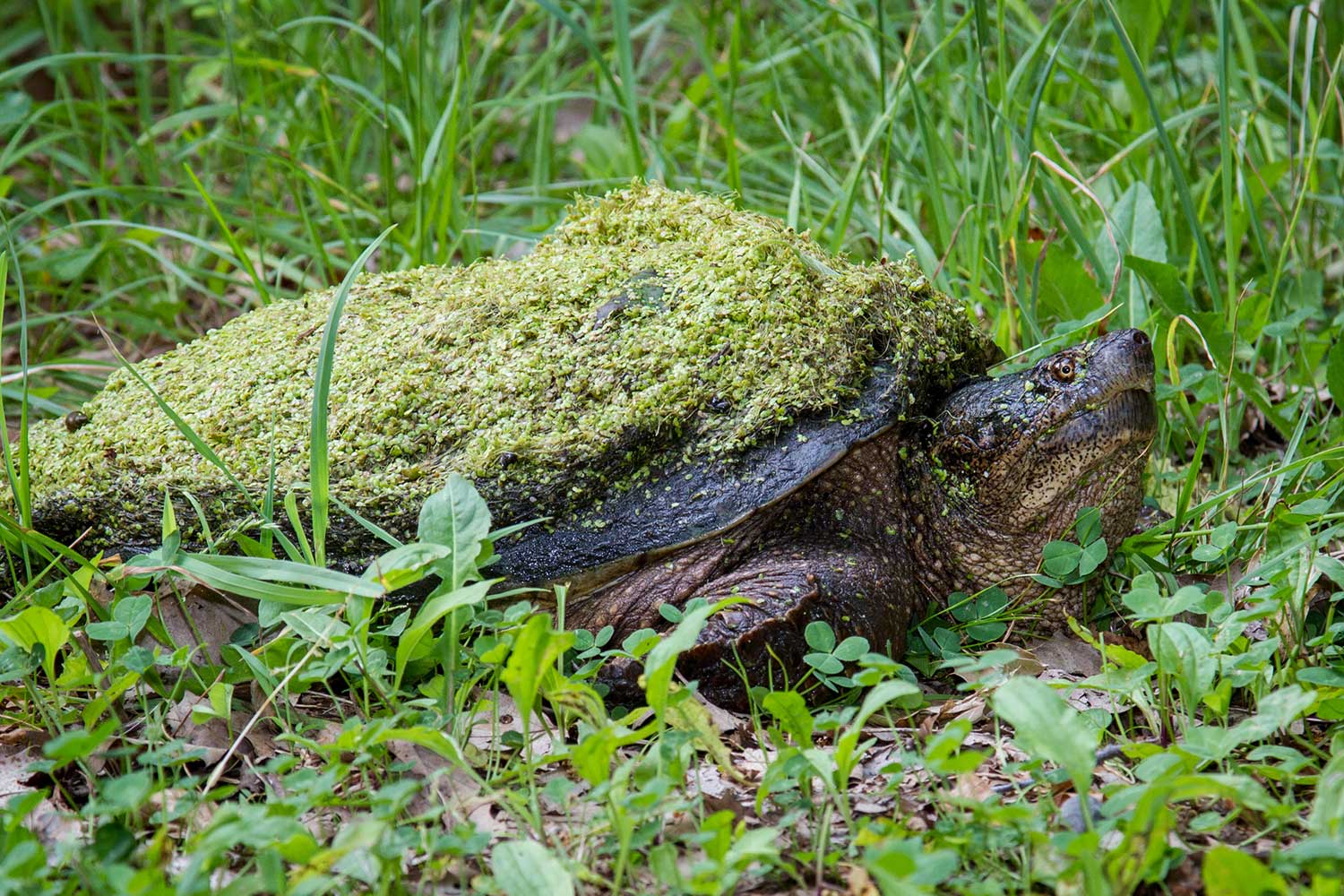 A snapping turtle covered in duckweed and other vegetation on the grassy ground.