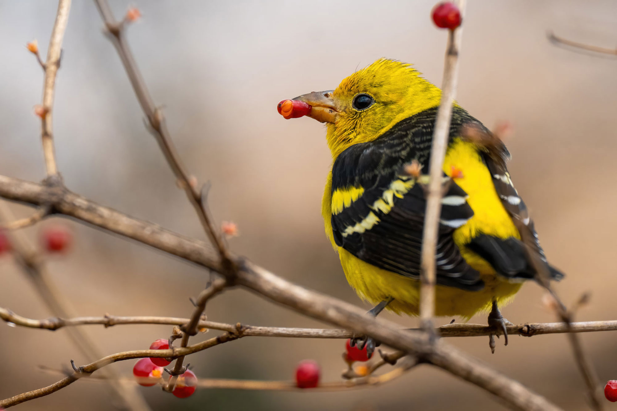 Rare Bird Alert: Western Tanager Lands In Channahon - Forest Preserve