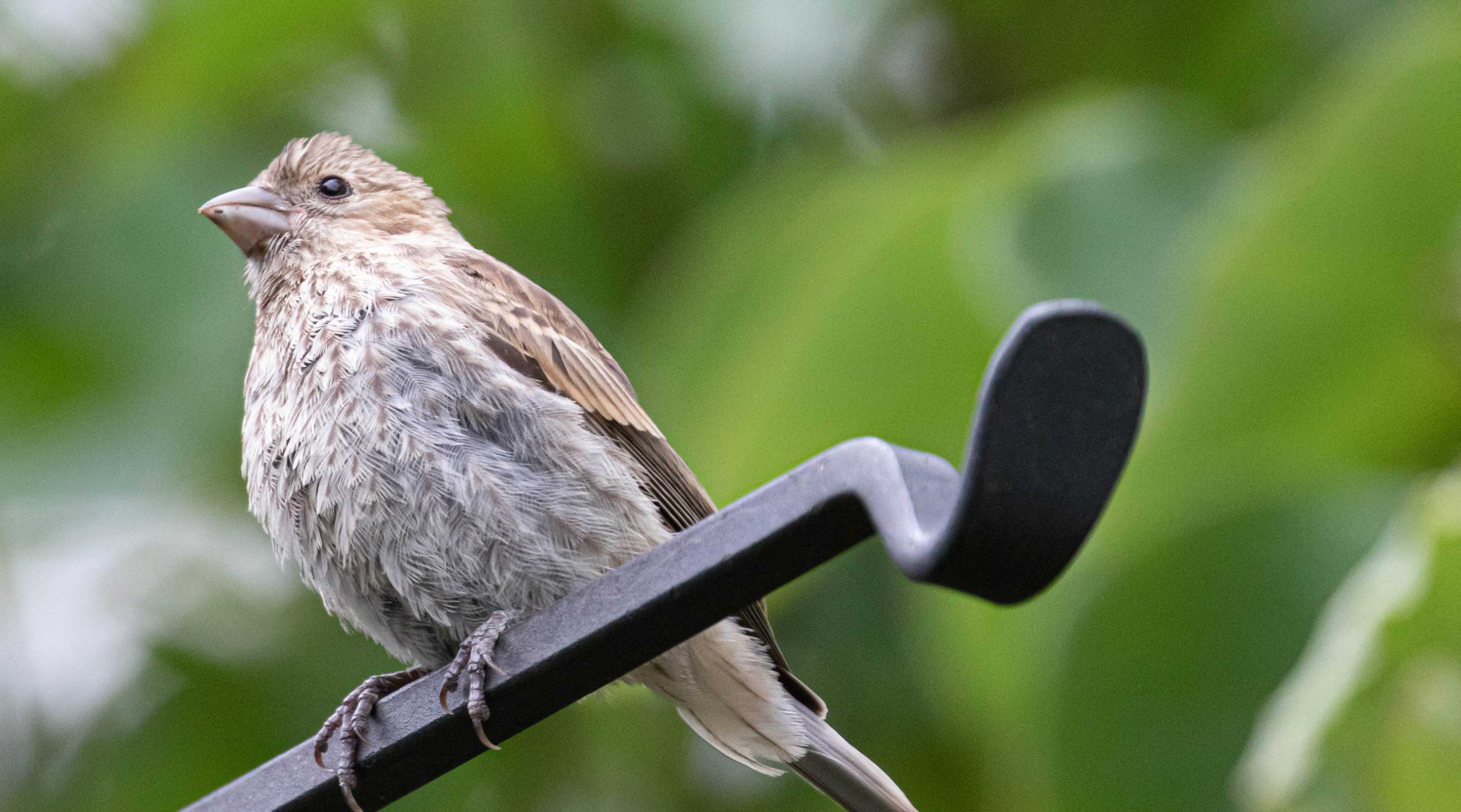 A purple finch.