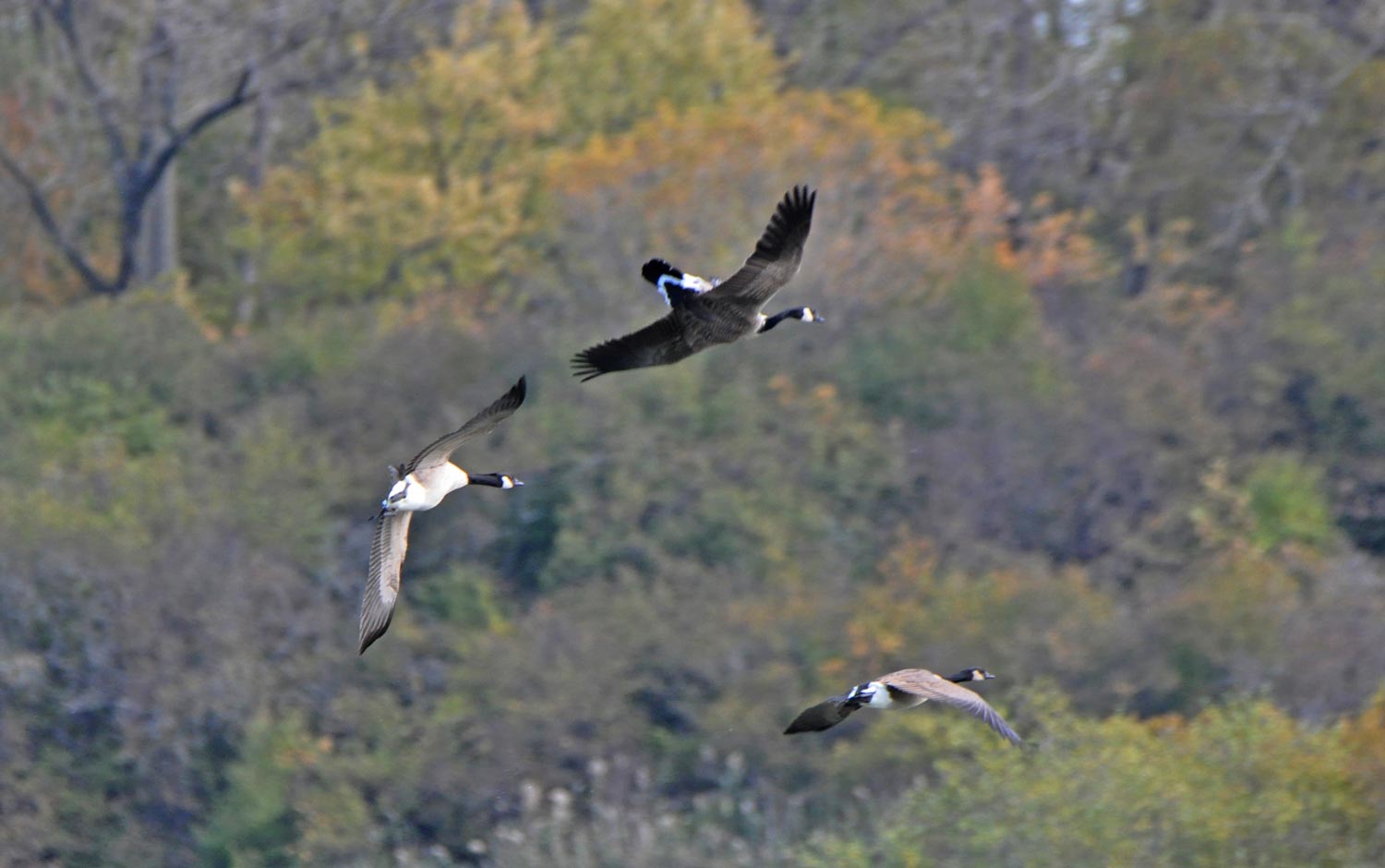 Canada goose flying upside down