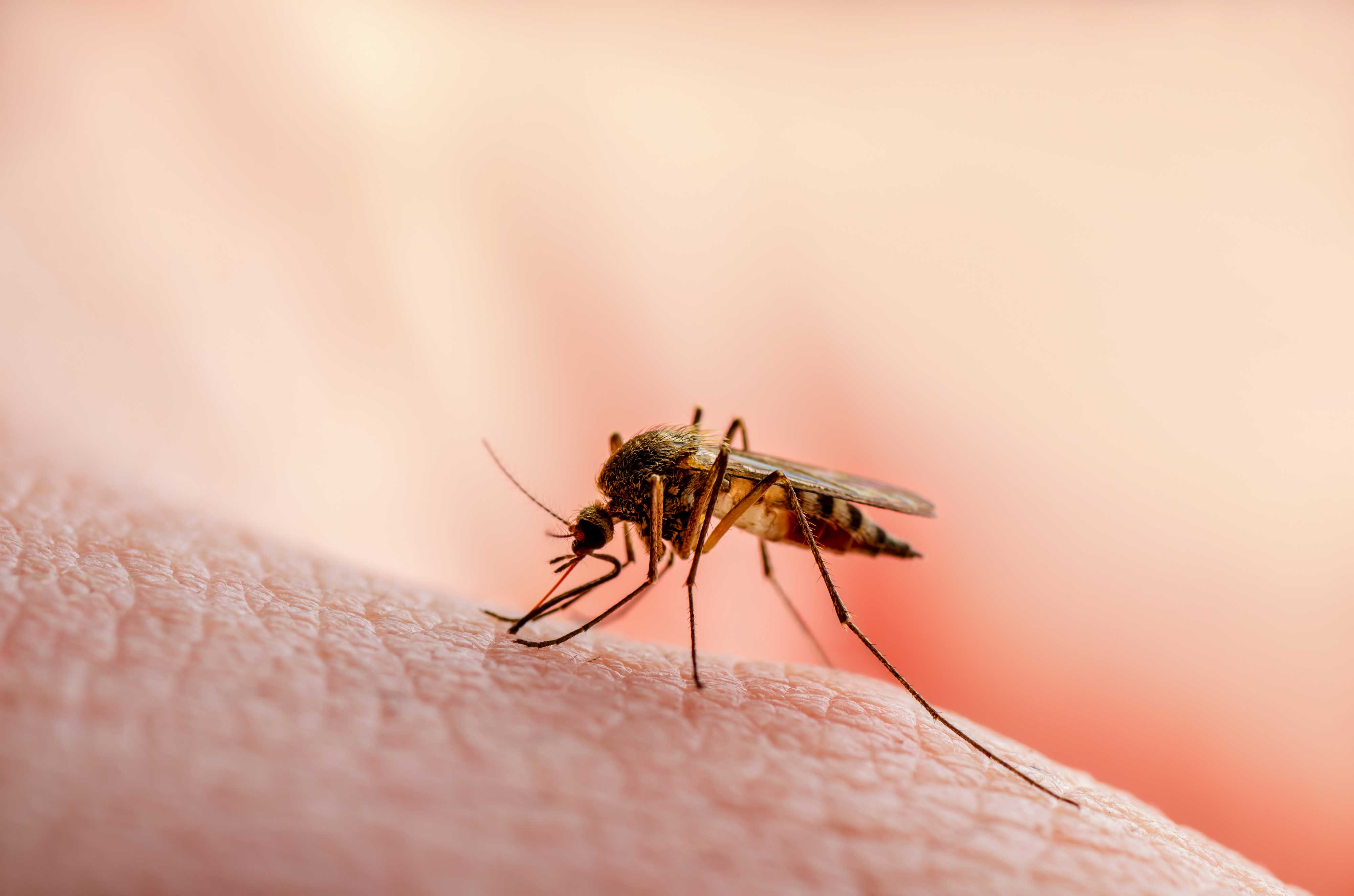 A mosquito on human skin.