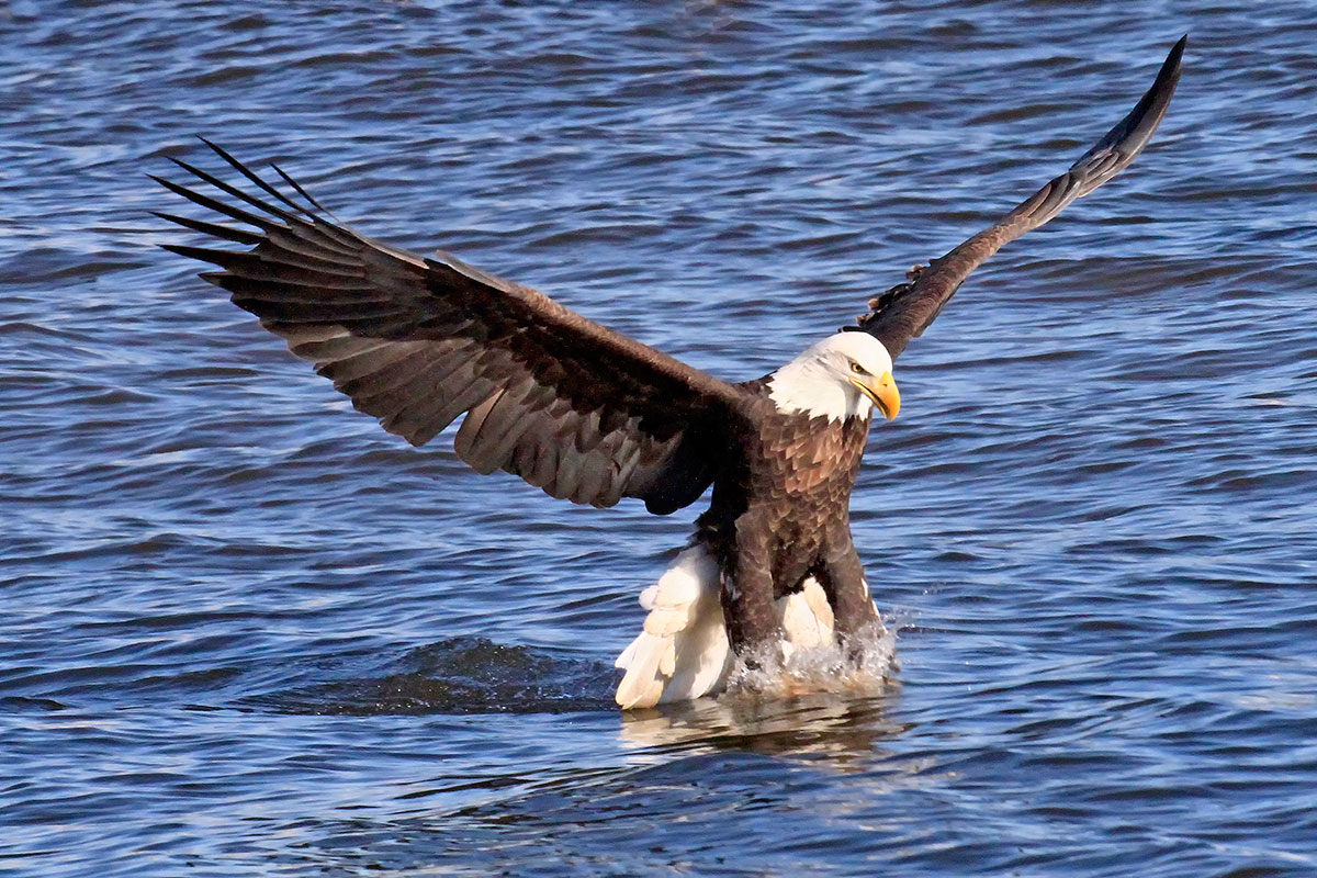 A bald eagle in flight with its talons in the water.