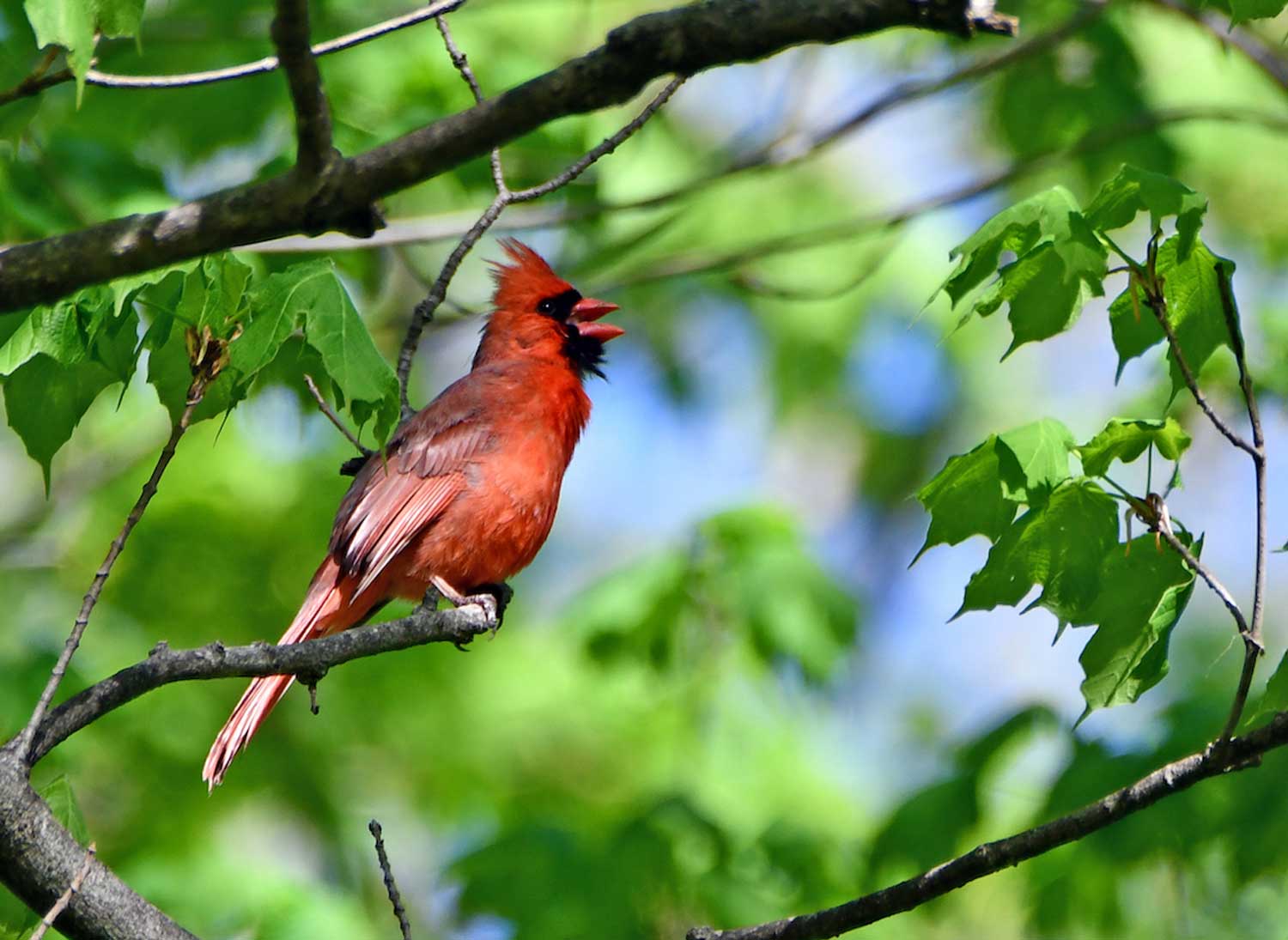 A male cardinal singing while perched on a branch.