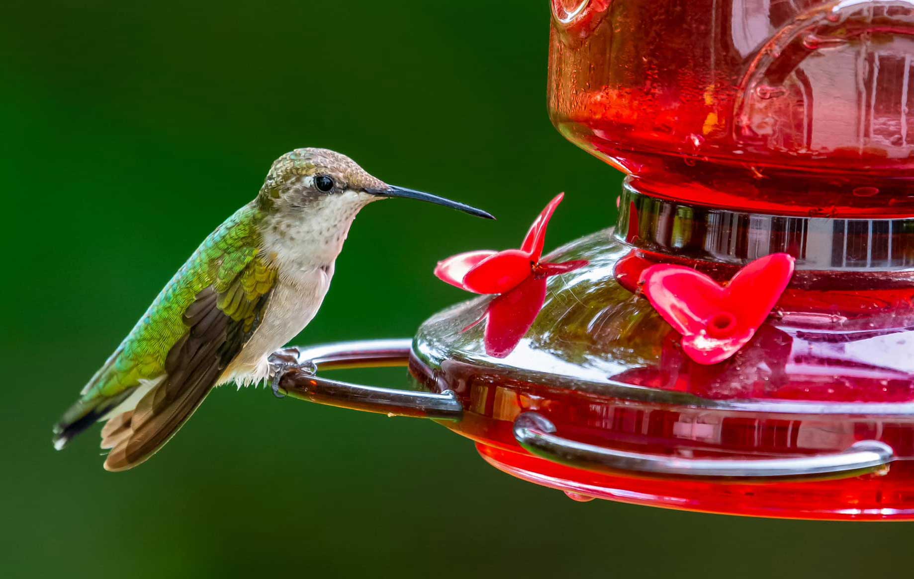 A ruby-throated hummingbird perched on a hummingbird feeder.