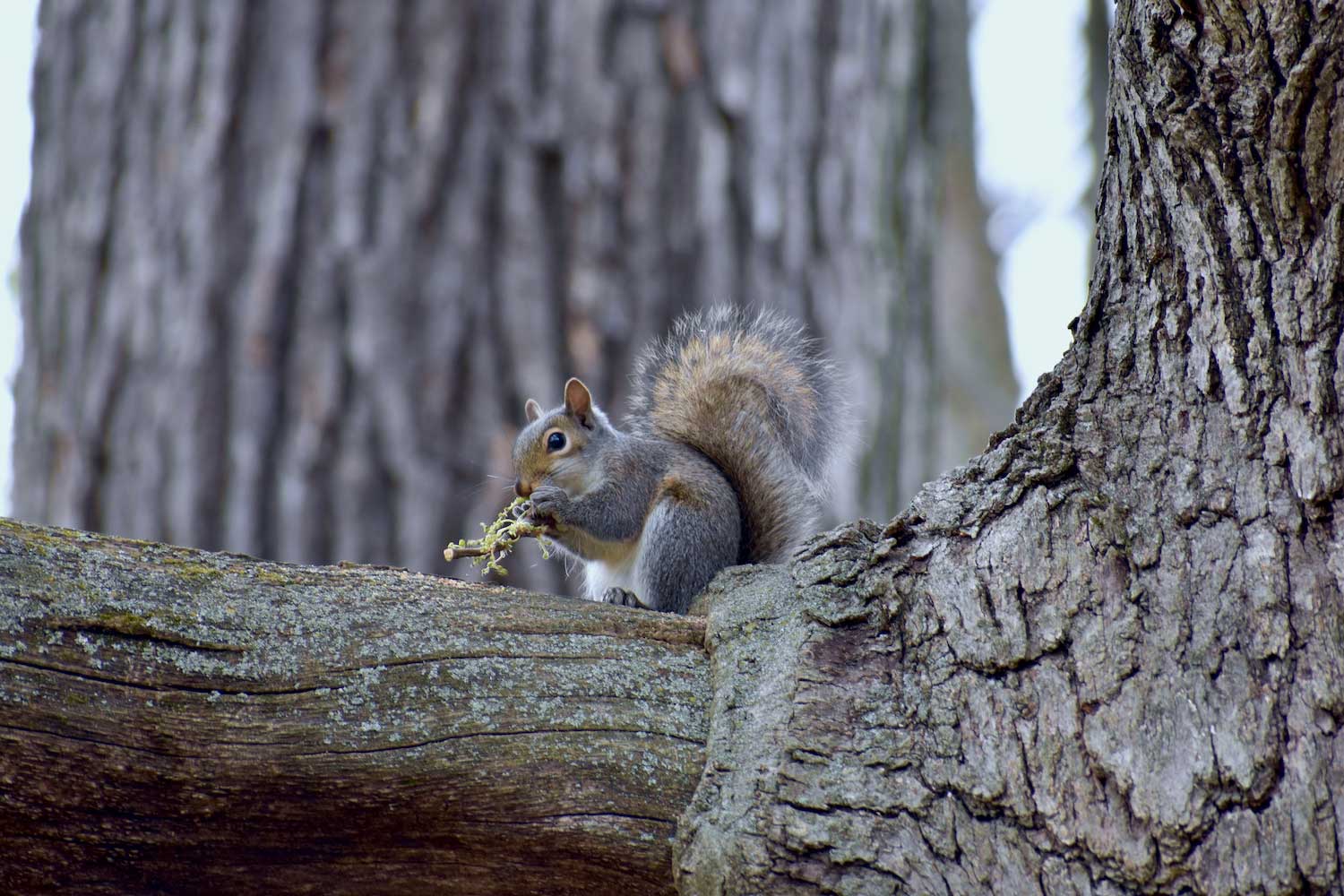 A gray squirrel eating vegetation while sitting on a large tree branch.