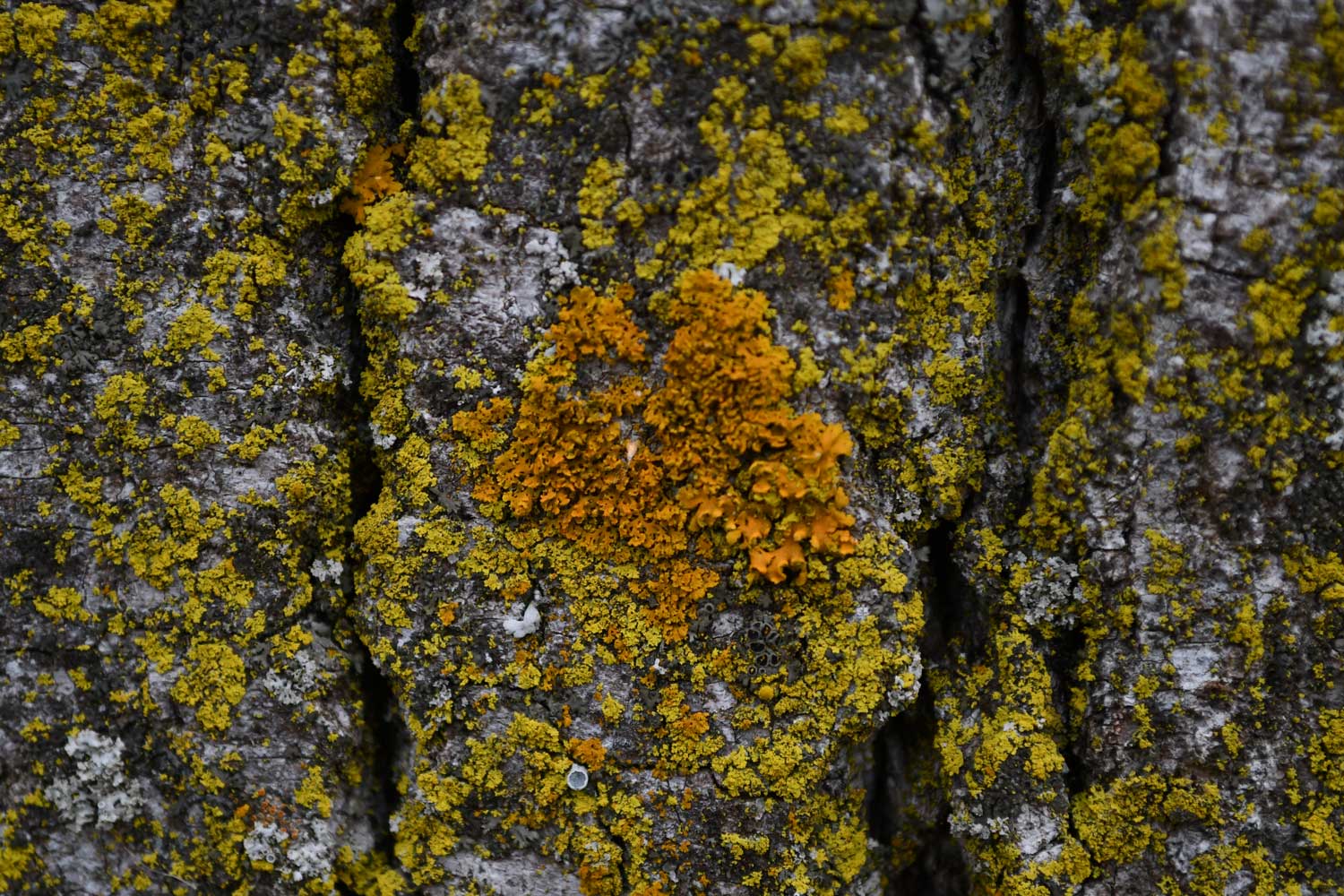 Lichen growing on the side of a tree.