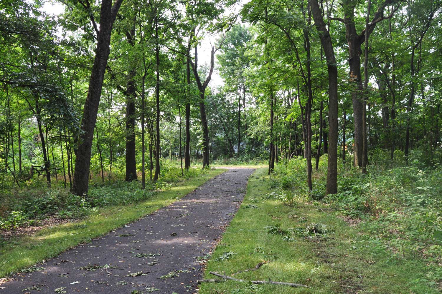 Paved trail lined with grasses and trees.