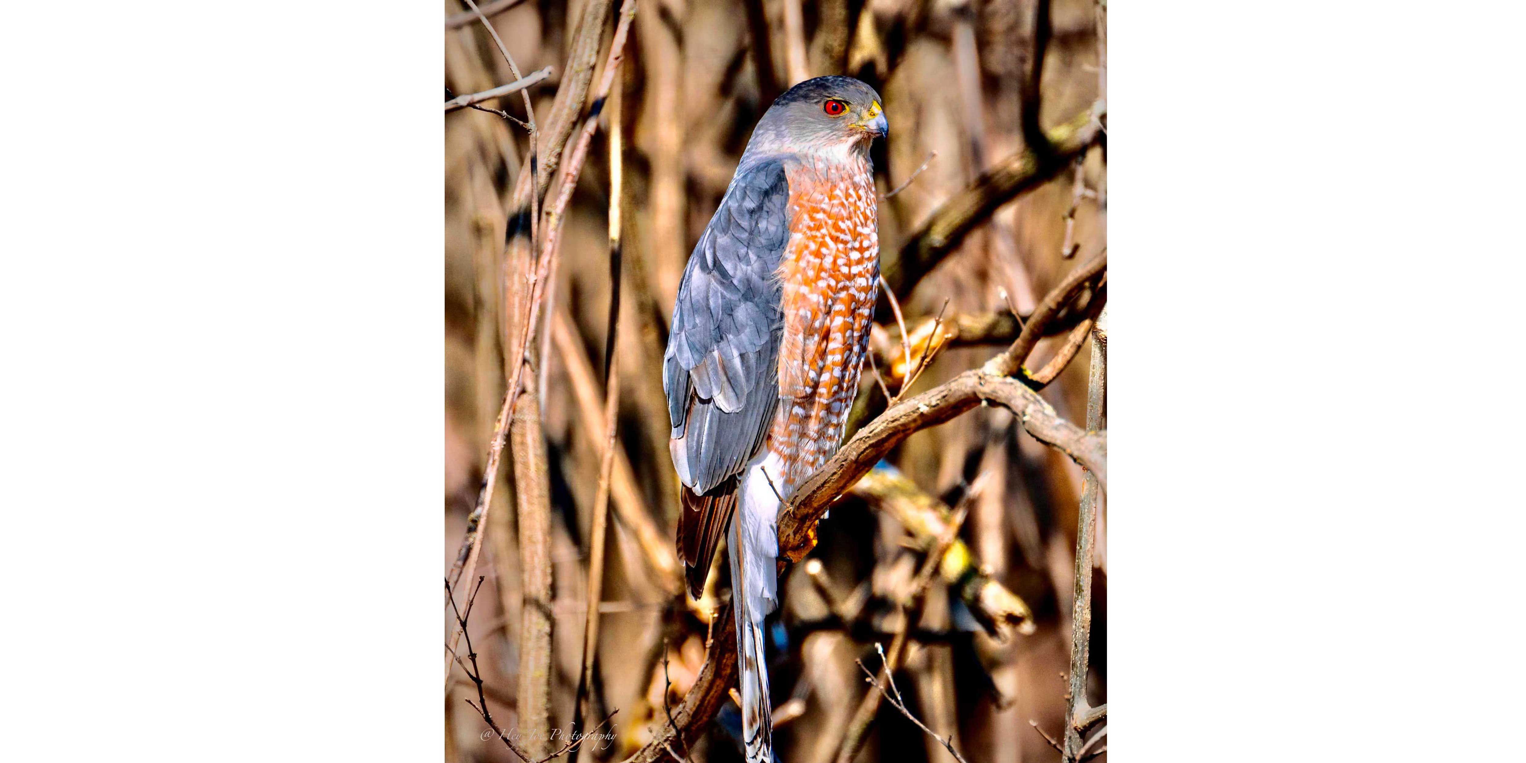Cooper's hawk on a branch