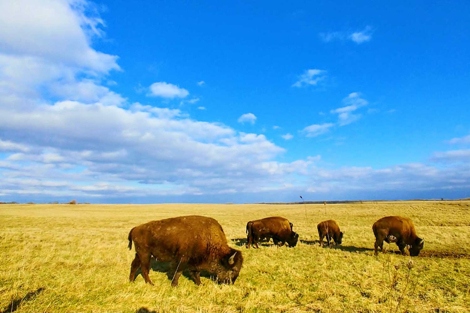 Bison on the prairie