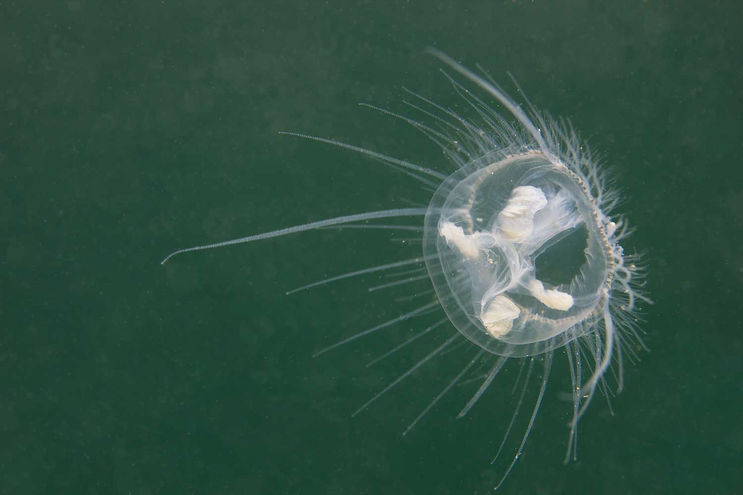 A jellyfish in the water.