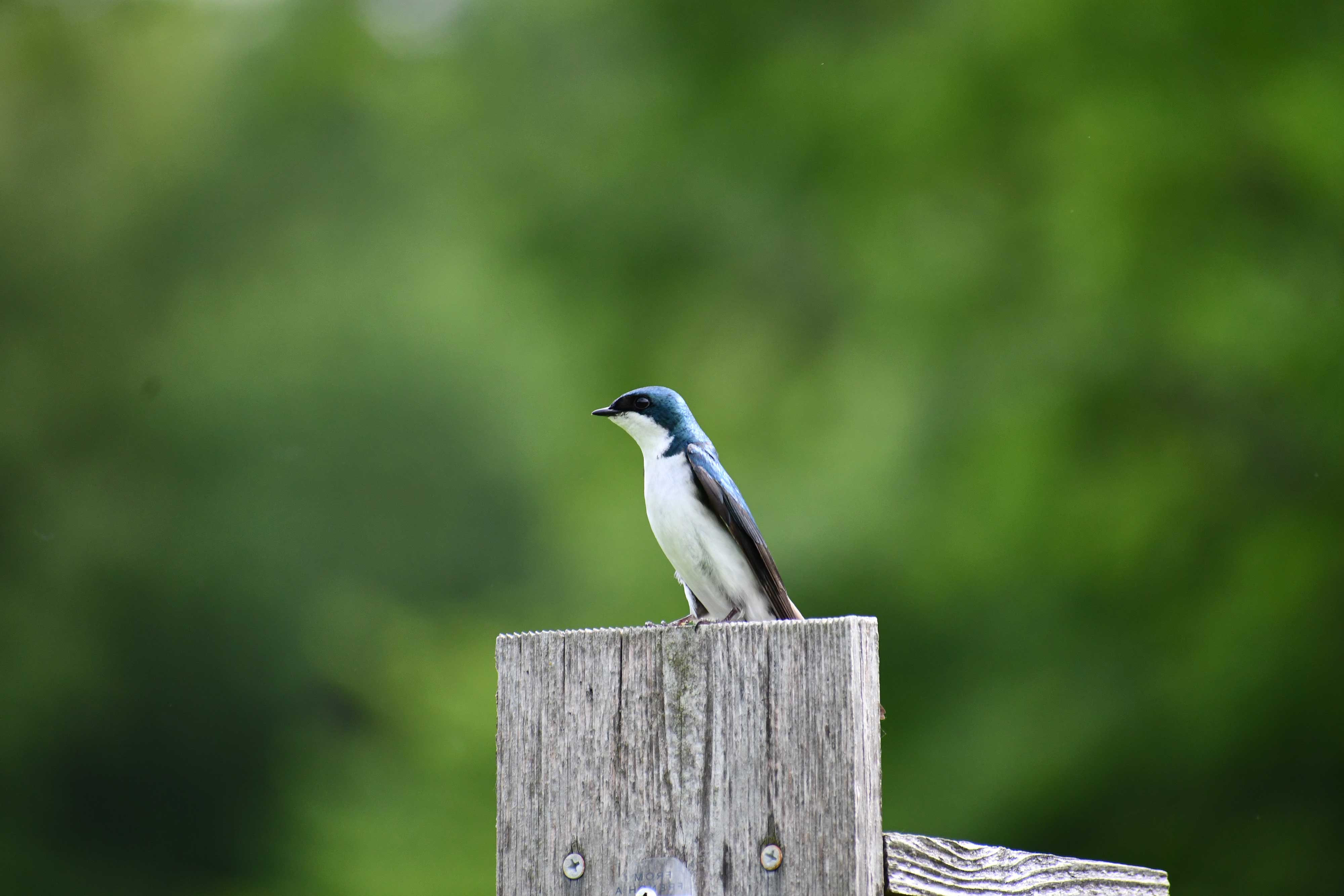 Tree swallow sitting on a post