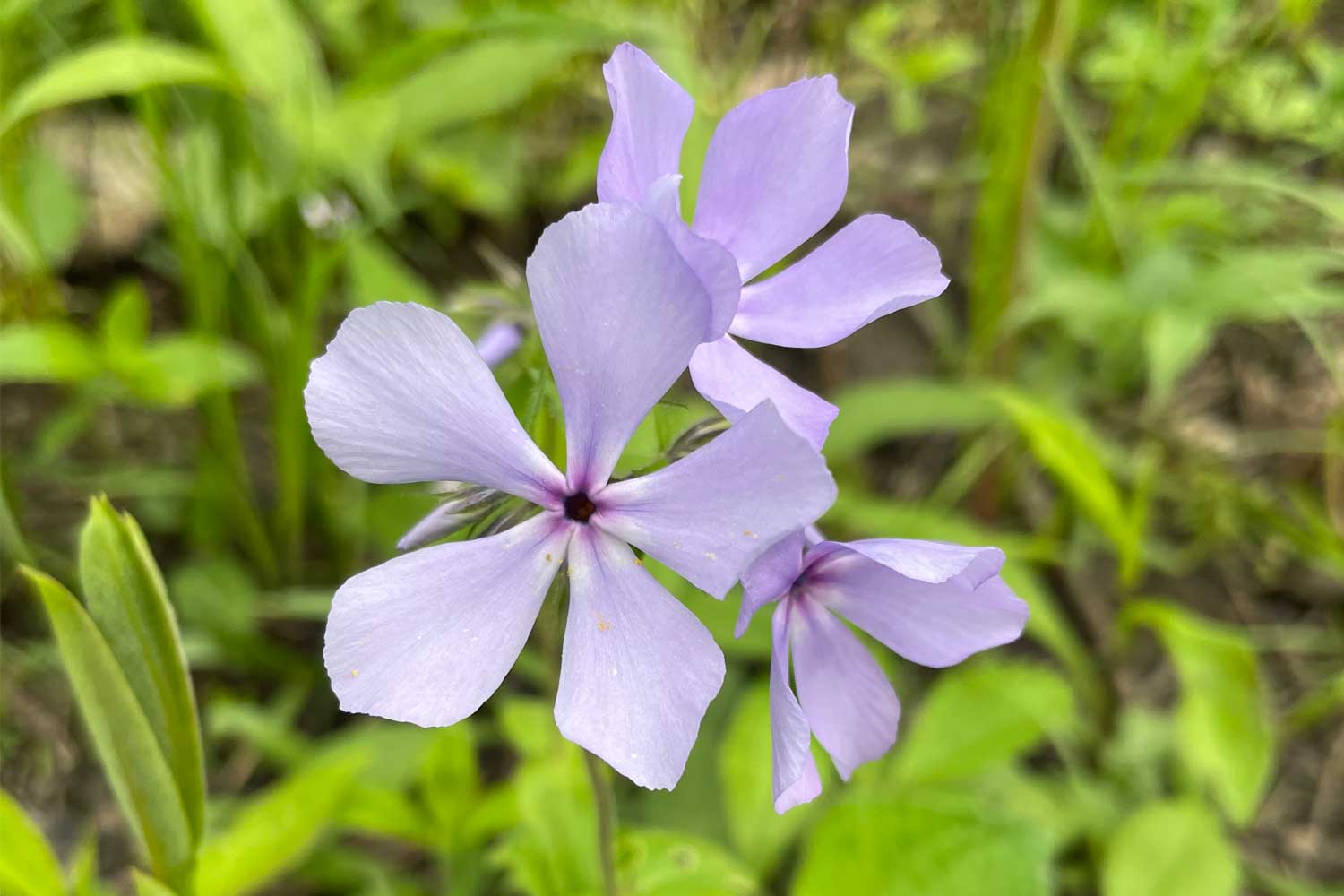 Blue phlox growing with vegetation in the background.