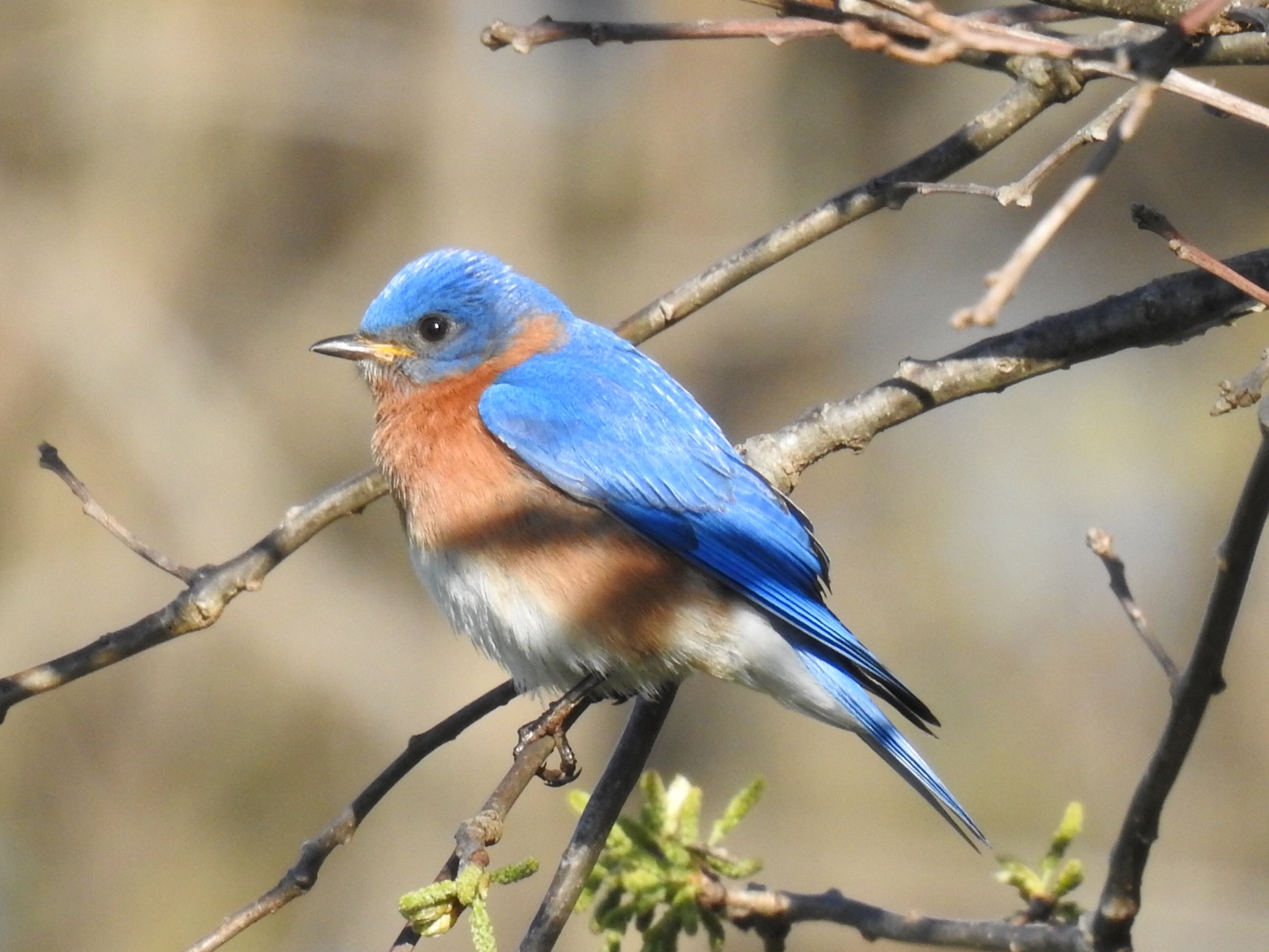 An eastern bluebird on a branch