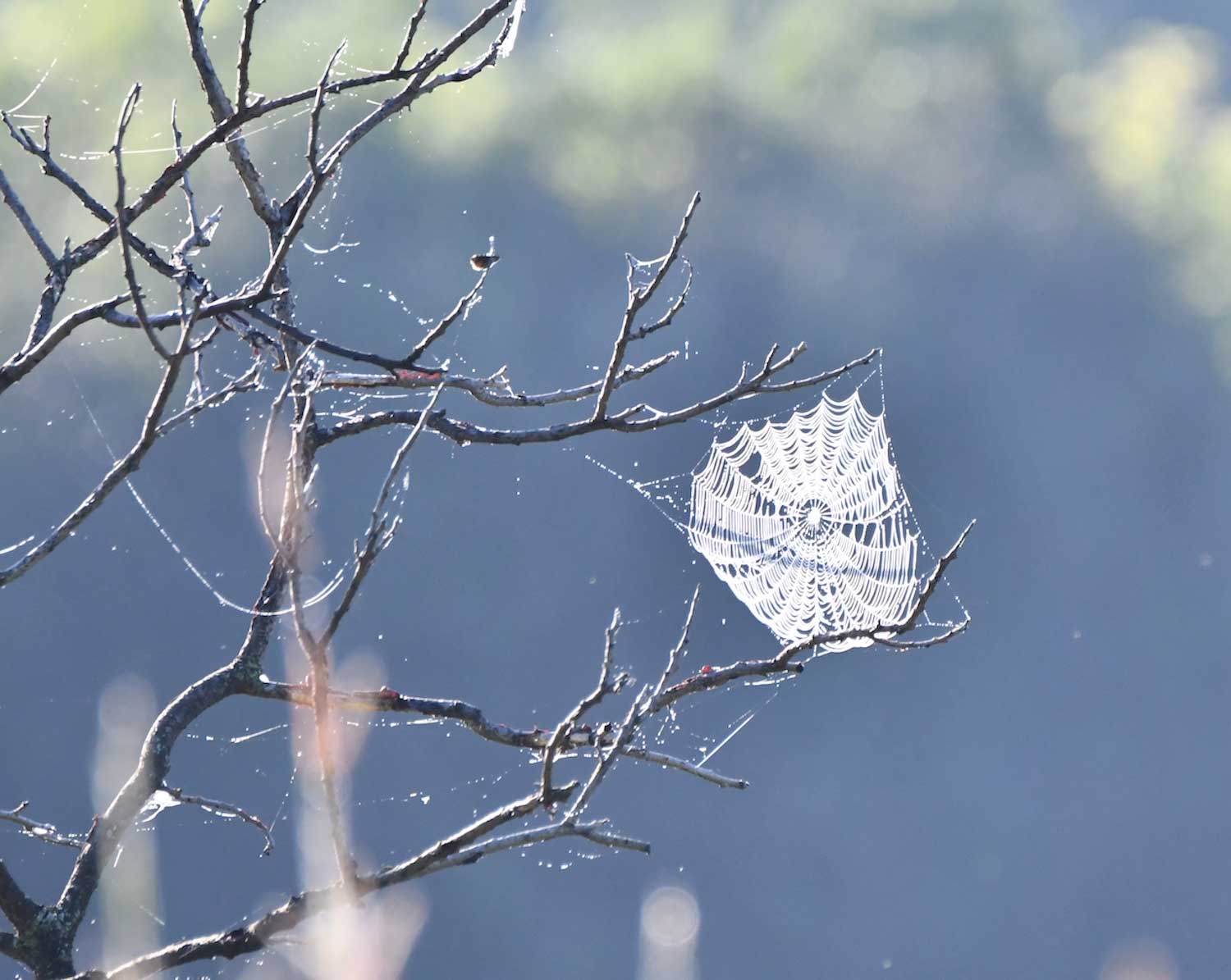 A spider web in a tree.