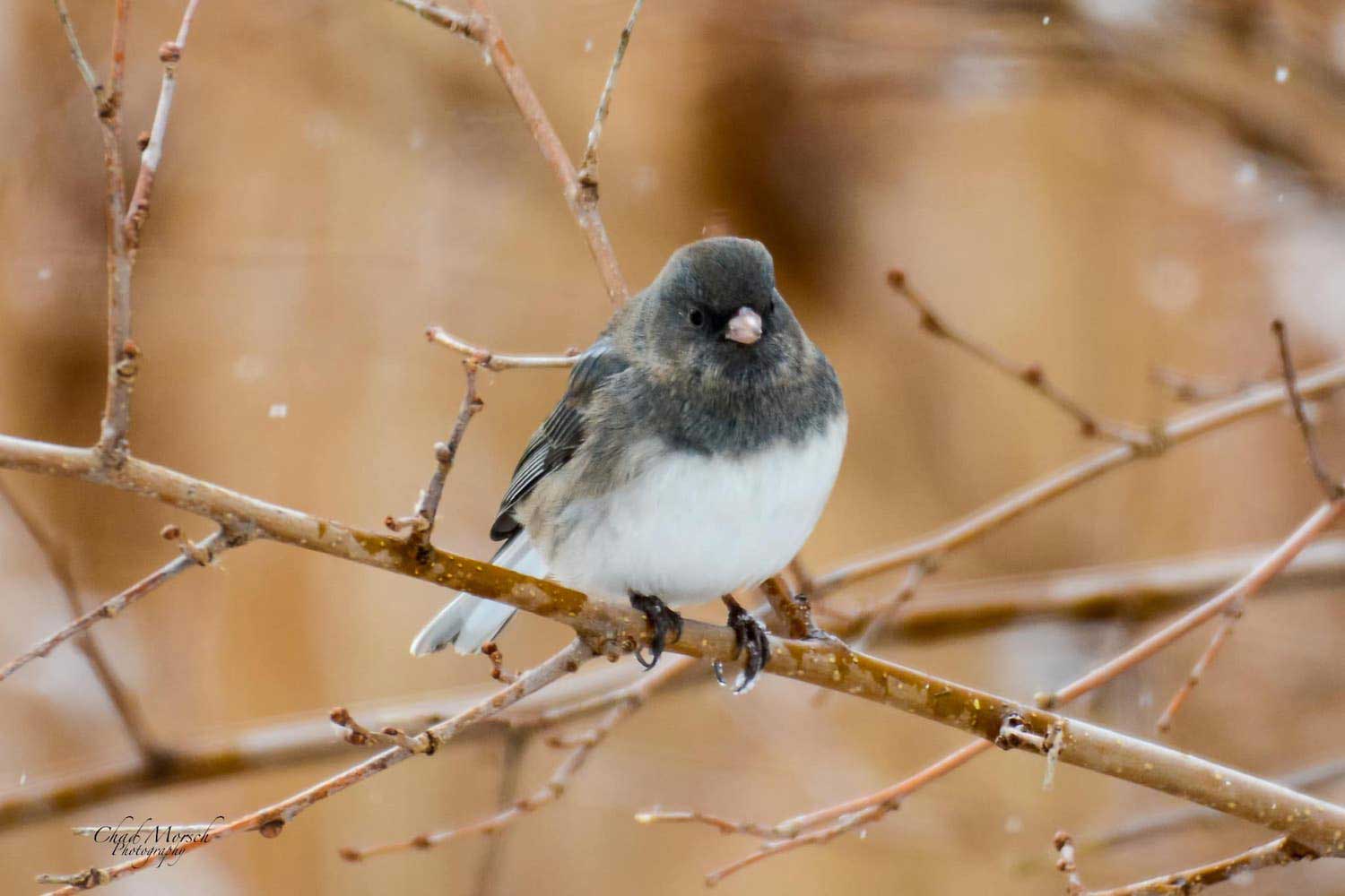 A dark-eyed junco on a bare tree branch with light snow falling.