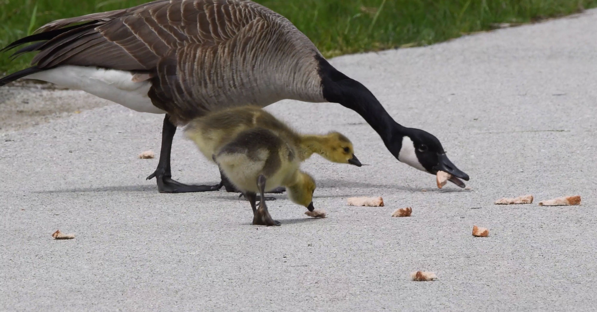 A Canada goose and goslings eating bread.