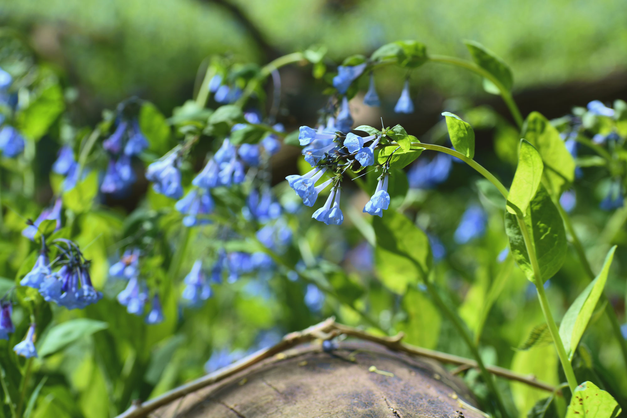 Virginia bluebells.