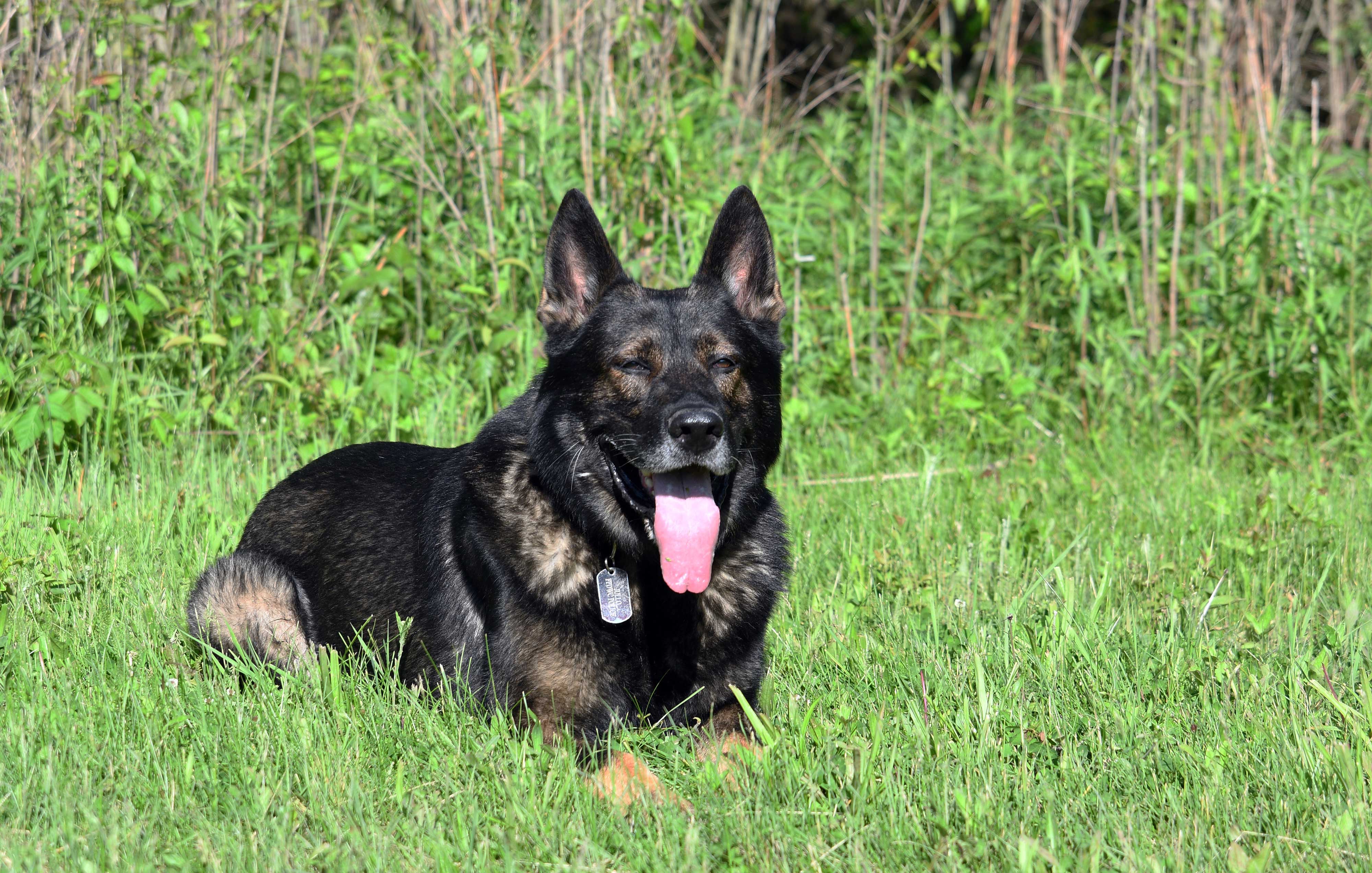 Police K-9 Jullo retired in 2020.