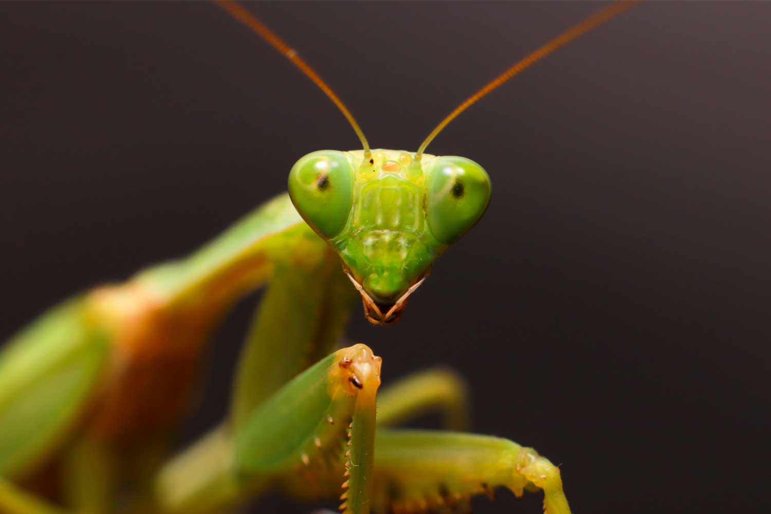 Close up of a praying mantis.