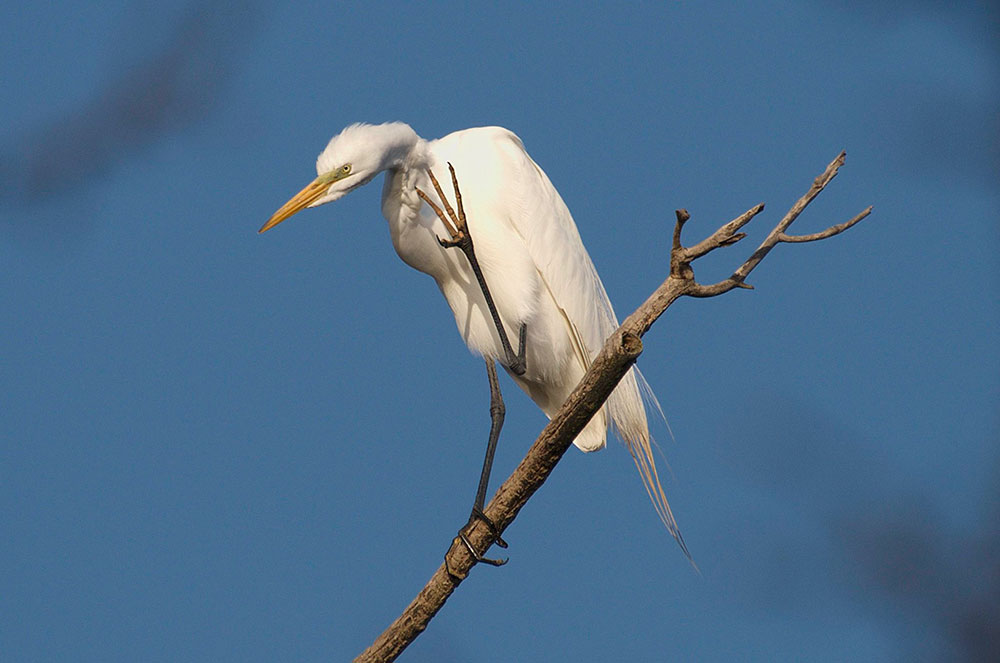 A great egret standing on a branch with one leg. The other leg is held up toward its face.
