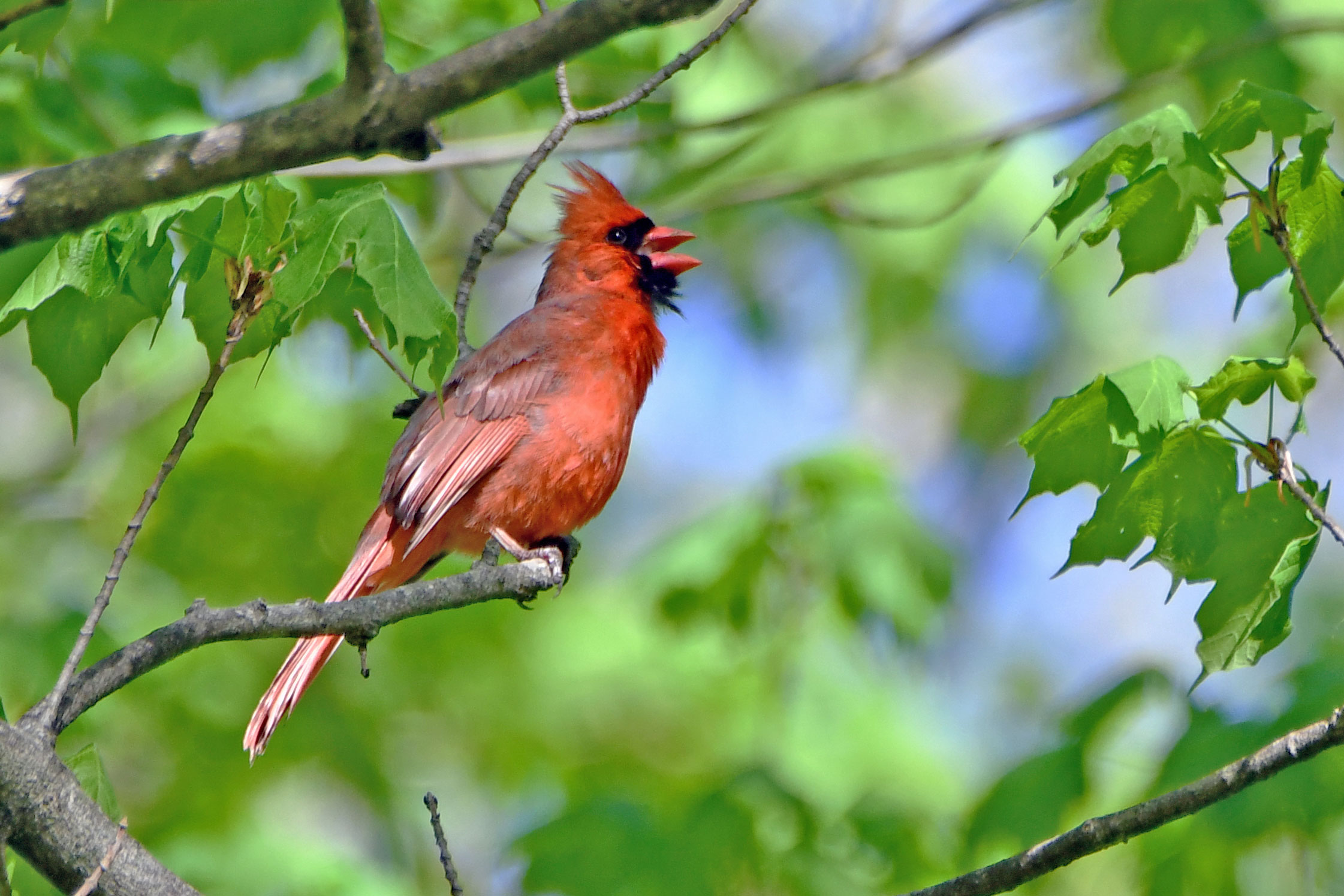A cardinal perched on a branch.