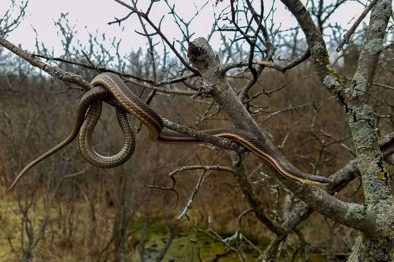A queen snake hanging from the branch of a bare tree.