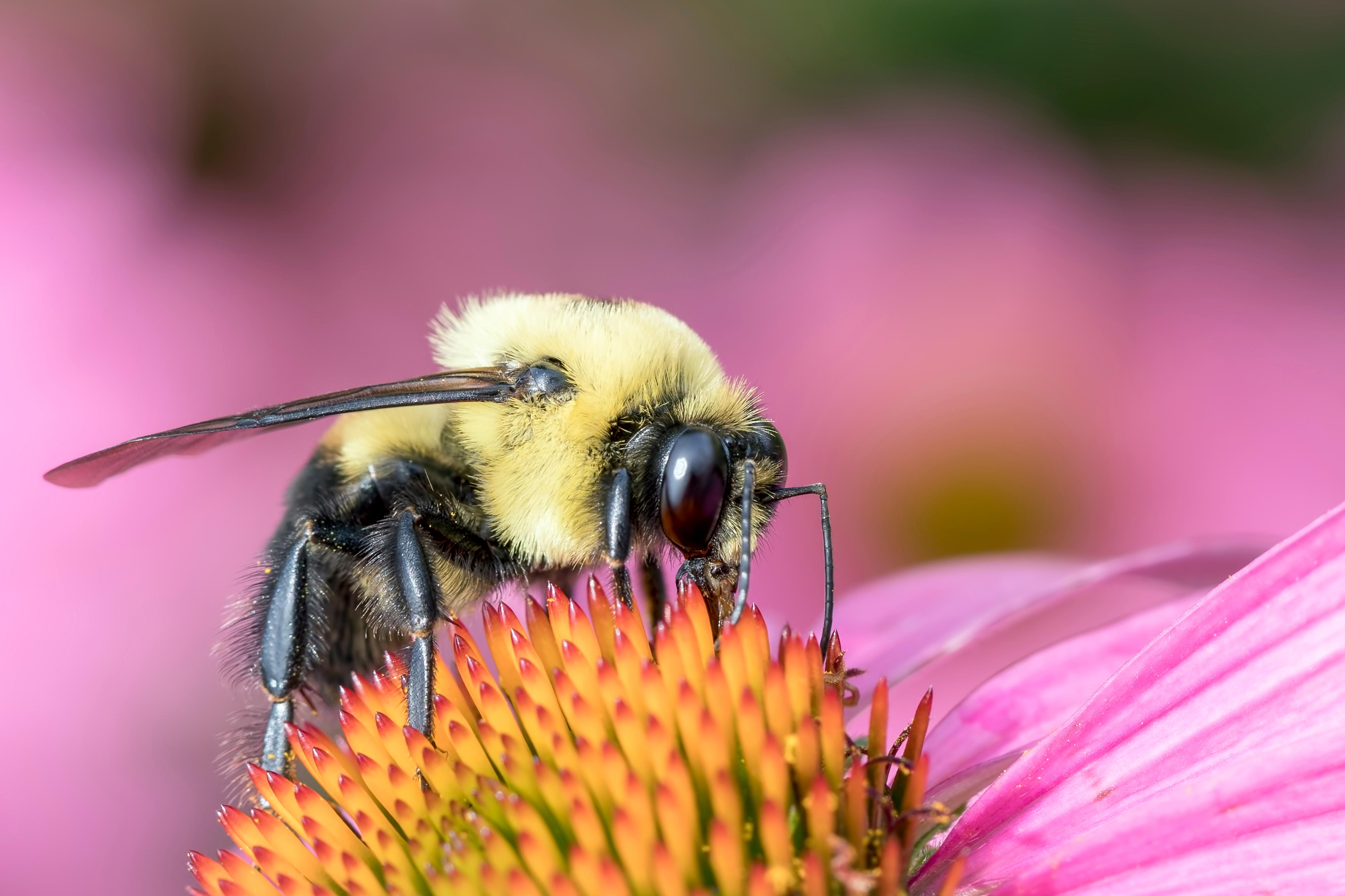 A bumble bee on a flower.