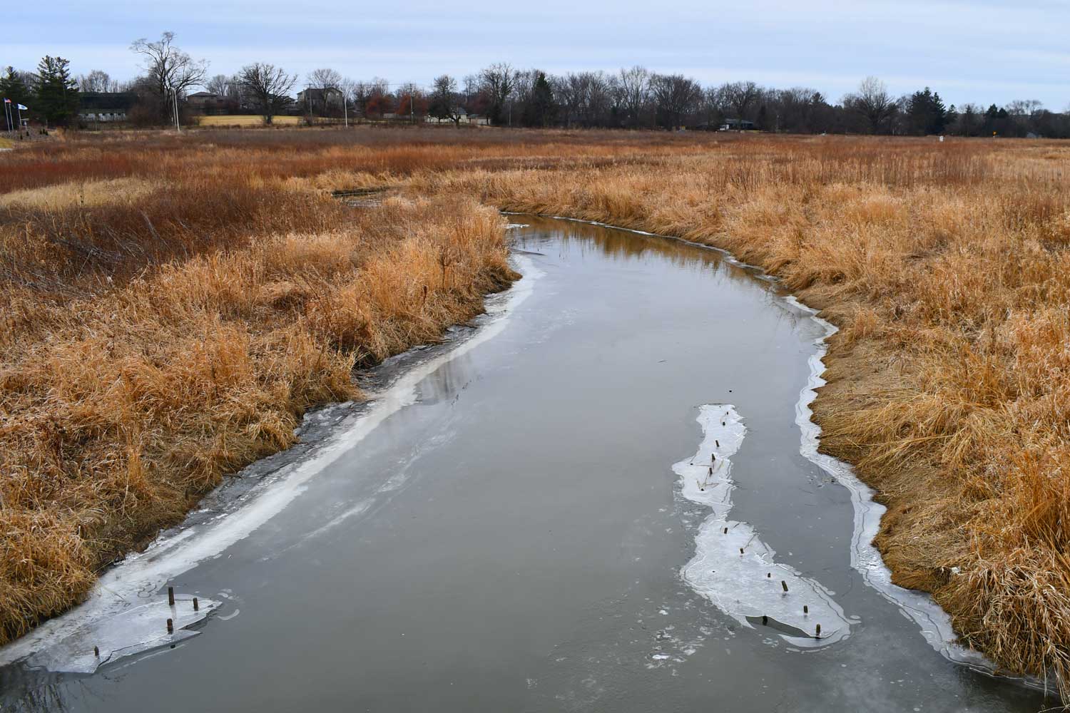 Creek frozen over and lined by tall grasses and vegetation.