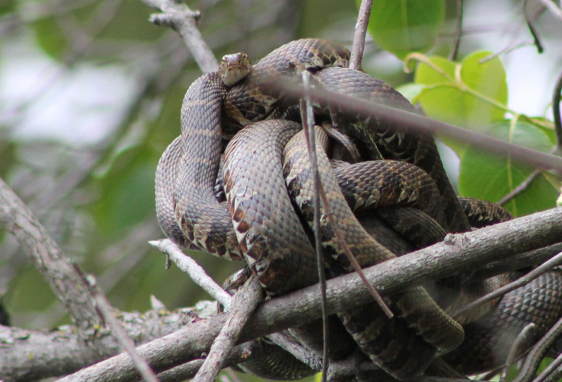 Northern water snakes in a mating ball.