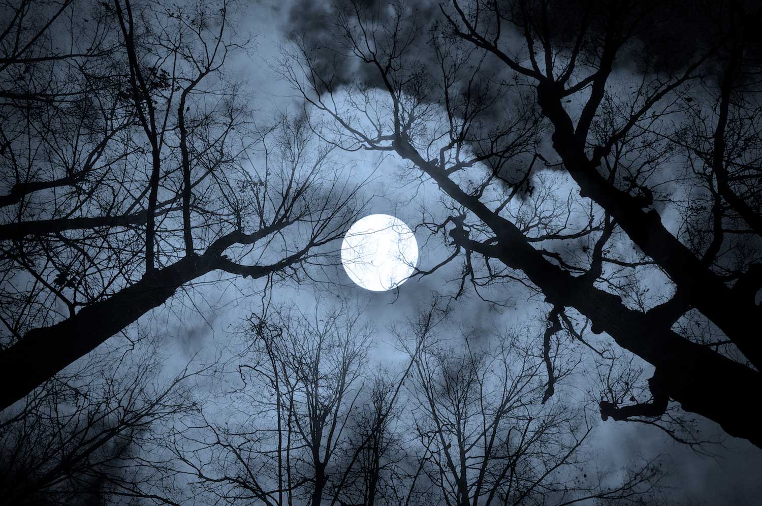 A full moon above bare tree branches in the night sky.