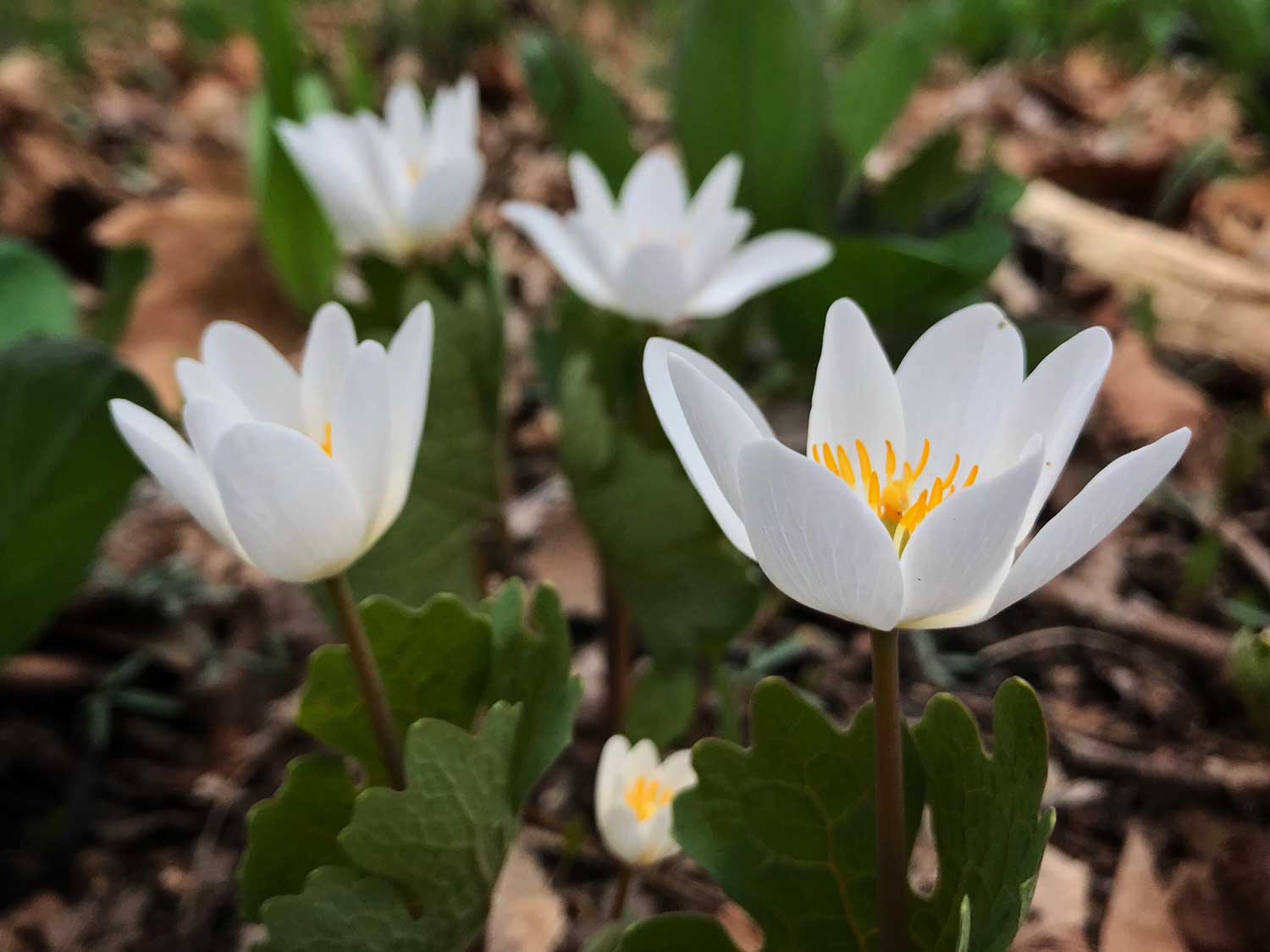 Bloodroot in bloom on forest floor