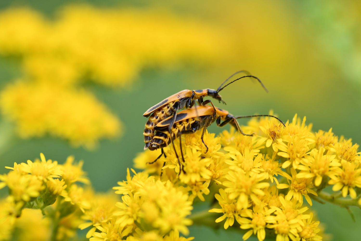 Goldenrod solider beetles mating on goldenrod.