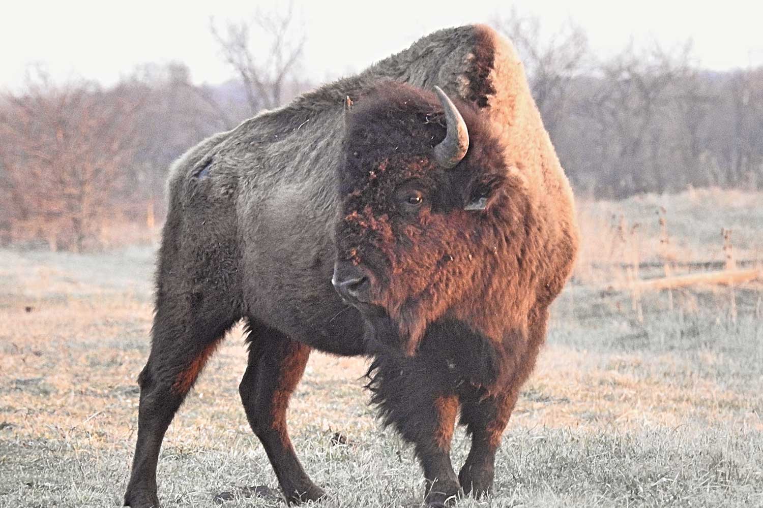Bison on the prairie in the winter