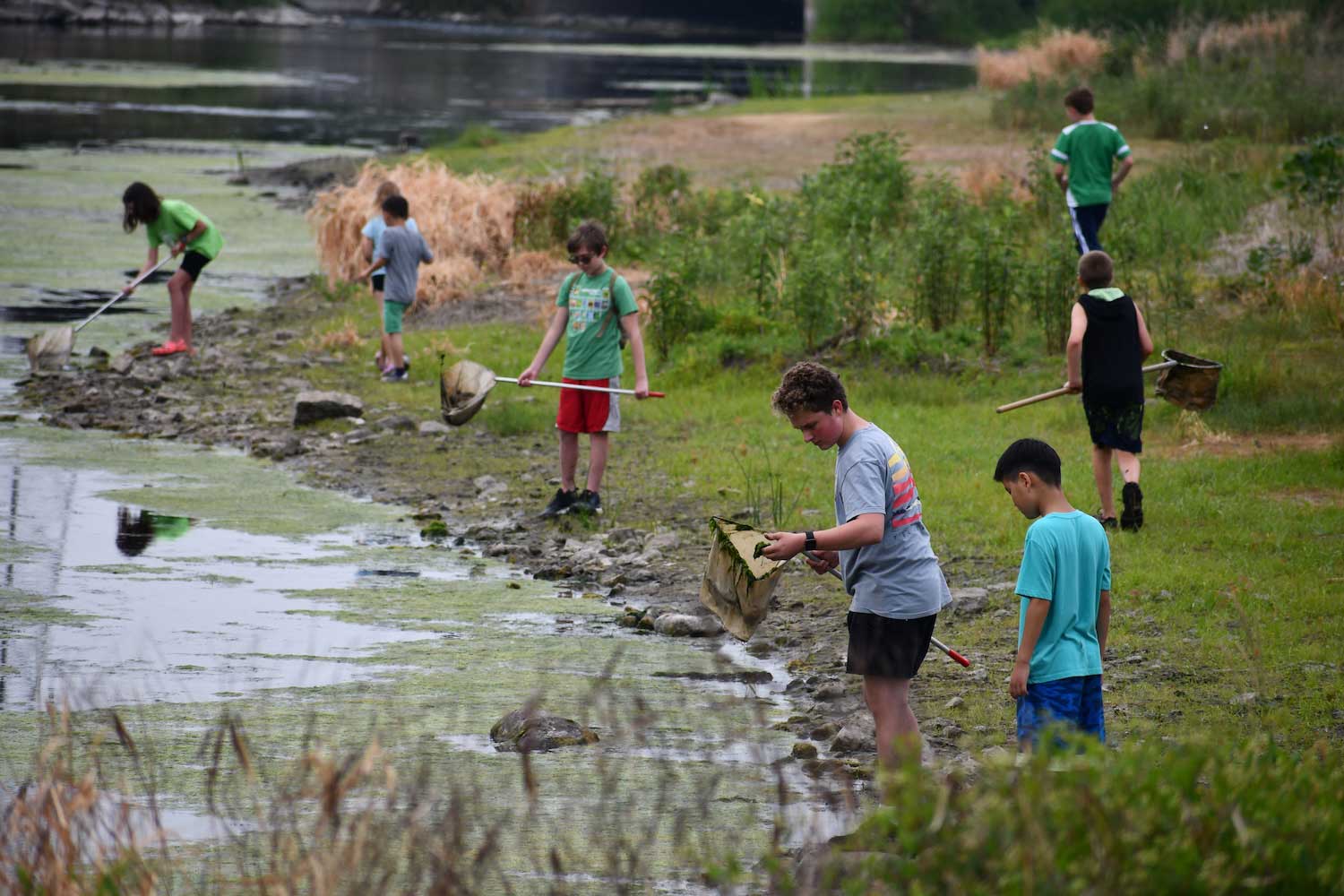 A group of children spread across a riverbank using dip nets in the water.