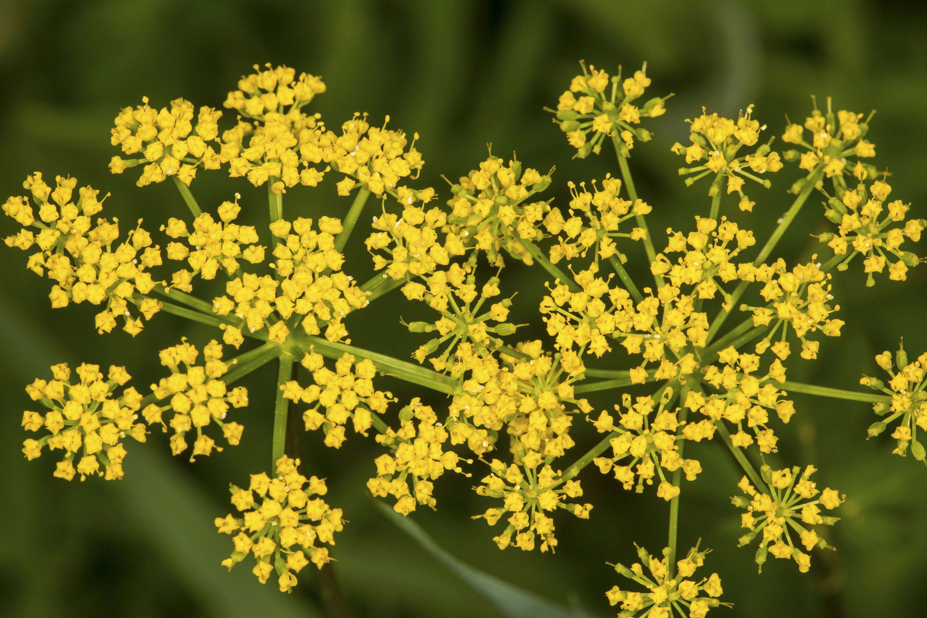 Closeup of wild parsnip.