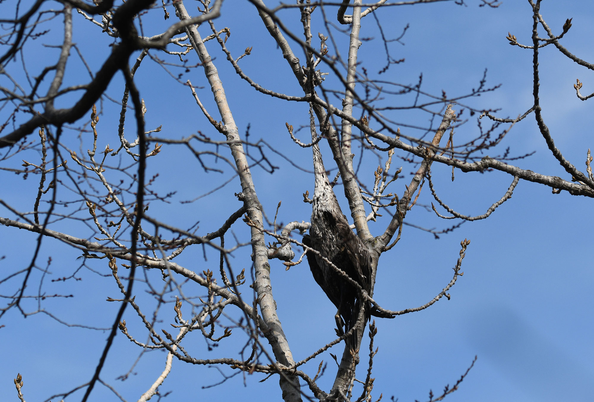 Dead great blue heron hanging by fishing line